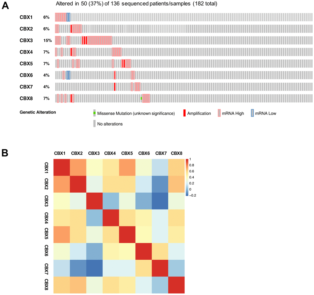 Genetic alterations and correlation analysis of CBXs in GBM. (A) summary of eight CBX member alteration in GBM (cBioPortal). (B) Correction of eight CBX members with each other (GEPIA2).