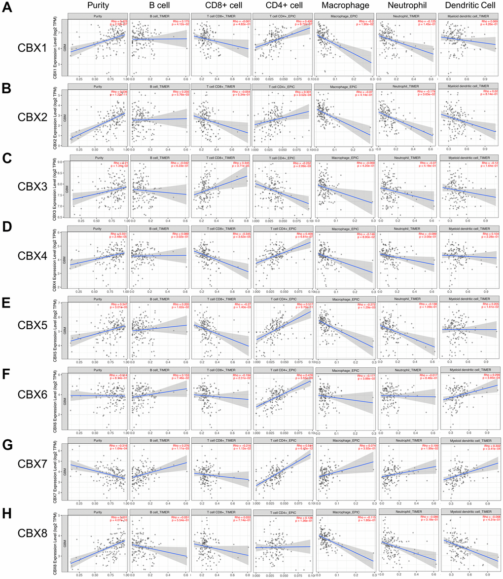 Correlations between CBXs and immune cell infiltration (TIMER2.0). (A–H) The effects of eight CBX members on the infiltration of six immune cells including B cells, CD8+ T cells, CD4+ T cells, macrophages, neutrophils, and dendritic cells. Each dot in the scatter plots represented a single tumor sample.