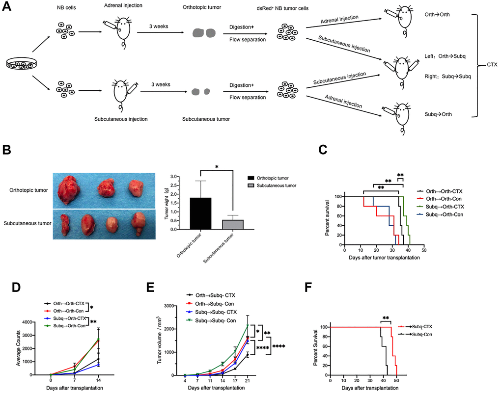 Cyclophosphamide (CTX) suppresses tumor growth in both orthotopic and subcutaneous CDX models. (A) Schematic of the experimental design for tumor cells implantation and CTX treatment. (B) Images and weight of dissected tumors from primary orthotopic (n = 3) and subcutaneous (n = 4) xenograft mice. The tumors were then digested and inoculated into NCG mice to construct the secondary orthotopic or subcutaneous CDX mice as indicated. (C) Survival curves of secondary orthotopic CDX mice which were implanted with tumor cells from primary orthotopic (Orth→Orth) or subcutaneous (Subq→Orth) CDX mice were treated with CTX or saline (control) (n = 5). (D) The average counts of bioluminescence signals of tumors in the secondary Orth→Orth (n = 4) and Subq→Orth (n = 3) CDX mice treated with or without CTX were measured at indicated time points. (E) In vivo tumor growth was monitored at the indicated time points in (C) (n = 5). (F) Survival curves of secondary Orth→Subq and Subq→Subq CDX mice treated with or without CTX (n = 5). Data are presented as the mean ± SEM. *P  0.05; **P ****P 