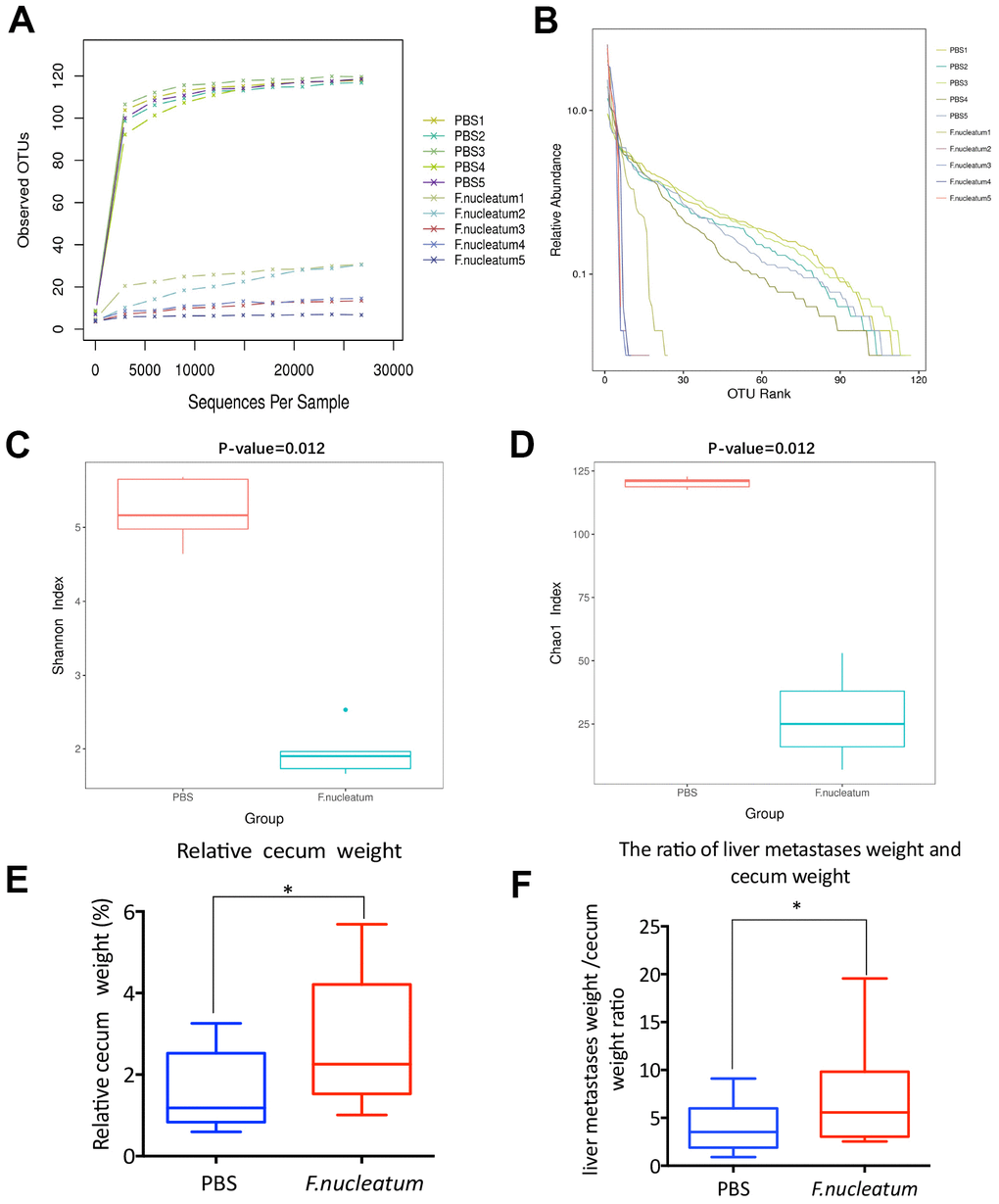 Fusobacterium nucleatum–induced intestinal microbial dysbiosis is involved in the development of colorectal cancer liver metastasis. (A–D) The rarefaction curve (A), relative abundance curve (B), Shannon diversity index (C), and Chao1 diversity index (D) of intestinal bacteria in mice treated with F. nucleatum or PBS were assessed by 16S rRNA sequencing (n=5 per group). Data are presented as mean ± standard deviation (SD; unpaired Student’s t-test). (E, F) The cecum and livers of mice were dissociated and weighed. The relative cecum weight (cecum weight/body weight) (E) and the metastatic liver weight/cecum weight (MLW/CW) ratio (F) were measured. Data are presented as mean ± SD (n=15 per group). *P P P 