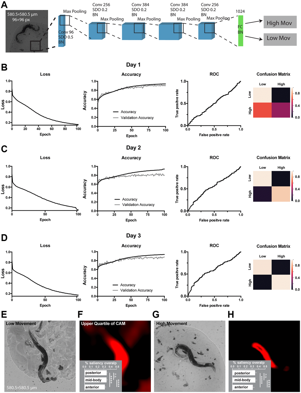 Classification of movement from end-point C. elegans micrographs accompanied by the by-design-interpretation based on segmentation and saliency union. (A) Schematic depiction of the WormNet architecture. Numbers correspond to the number of filters in convolutional (Conv), fully connected (FC), batch normalization (BN) and activation (Act) layers. Max pooling layers were combined with spatial dropout (SDO). (B–D) End-point day 1, 2 and 3 (respectively) micrographs classification loss (cost function), accuracy, receiver operating characteristic (ROC) curve, and confusion matrix. Training and test (validation) holdouts are depicted as black and light-grey lines respectively. (E) Low movement test micrograph example. (F) Upper quartile of saliency through class activation map (CAM) from image in E accompanied by the quantified by-design-interpretation using HydraNet 4 and CAM union (% saliency overlap). One-way ANOVA with Tukey’s HSD correction. Mean ± SEM, p-value G) High movement test micrograph example. (H) Upper quartile of saliency through class activation map (CAM) from image in G accompanied by the quantified by-design-interpretation using HydraNet 4 and CAM union (% saliency overlap). One-way ANOVA with Tukey’s HSD correction. Mean ± SEM, p-value 