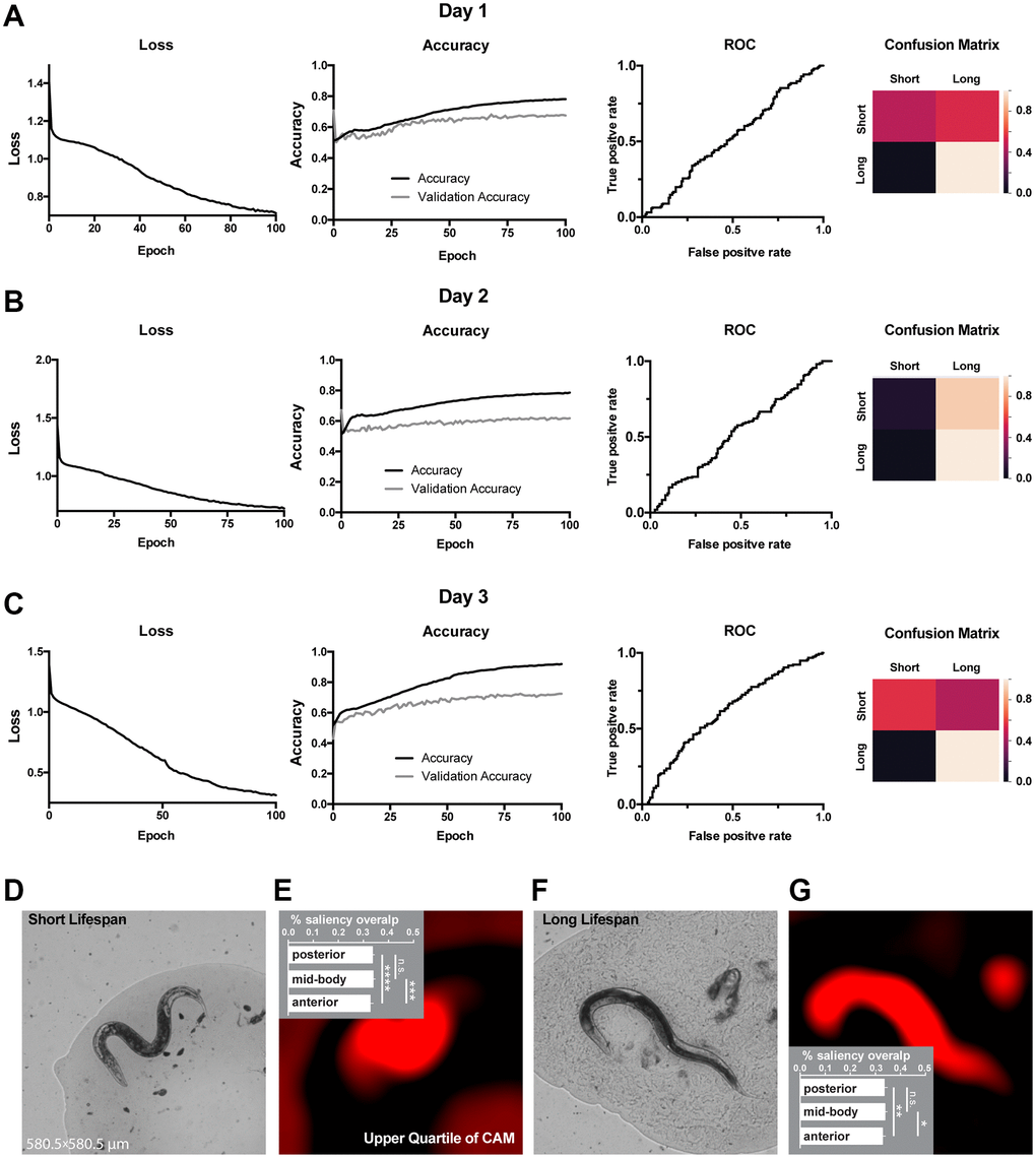 Classification of lifespan from end-point C. elegans micrographs accompanied by by-design-interpretation based on segmentation and saliency union. (A–C) End-point day 1, 2 and 3 (respectively) micrographs classification loss (cost function), accuracy, receiver operating characteristic (ROC) curve, and confusion matrix. Training and test (validation) holdouts are depicted as black and light-grey lines respectively. (D) Short lifespan test micrograph example. (E) Upper quartile of saliency through class activation map (CAM) from image in D accompanied by the quantified by-design-interpretation using HydraNet 4 and CAM union (% saliency overlap). One-way ANOVA with Tukey’s HSD correction. Mean ± SEM, ***p-value ****p-value F) Long lifespan test micrograph example. (G) Upper quartile of saliency through class activation map (CAM) from image in F accompanied by the quantified by-design-interpretation using HydraNet 4 and CAM union (% saliency overlap). One-way ANOVA with Tukey’s HSD correction. Mean ± SEM, *p-value **p-value 