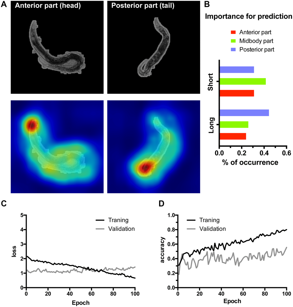 Class activation maps (CAMs) of the InceptionV3 network overfitted on high resolution images allow localizing lifespan-related regions. (A) Examples of the class activation maps pointing to anterior (left) or posterior (right) parts of a worm. Here 516 by 516 μm area was represented by the 800 × 800 px input image for higher resolution input. (B) C. elegans body parts importance for class prediction measured as the percent of occurrence of body parts highlighted on the CAMs. (C–D) Loss and accuracy training statistics for InceptionV3 network.