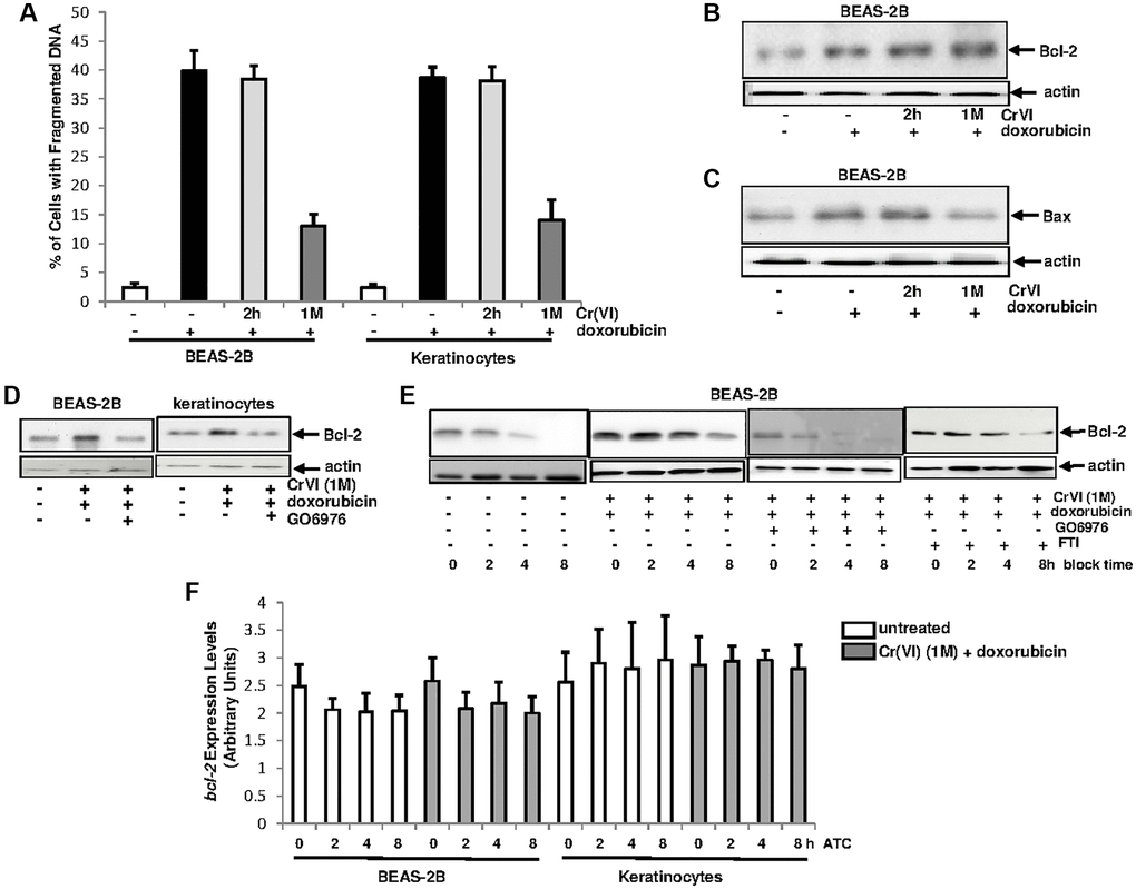 Upregulation of Bcl-2 by Cr(VI) was via increasing its stability and depends upon PKC. (A) Cells were exposed to Cr(VI) for 2 h and 1 month and their sensitivities to doxorubicin (5 μM)-induced apoptosis were analyzed by DNA fragmentation assay. The error bars were SD (n = 5, p B) BEAS-2B cells were transiently or persistently exposed to Cr(VI) prior to doxorubicin treatment, and then examined for Bcl-2 expression. Actin was the loading control. (C) After the treatments as described above, Bax expression was analyzed. Actin was the loading control. (D) After adding GO6976, Bcl-2 expression in the cells received the treatments as described above was tested by immunoblotting. Actin was the loading control. (E) Cells chronically exposed to Cr(VI) were treated with doxorubicin or co-treated with GO6976, prior adding CHX (0.5 μM). Bcl-2 expression was then analyzed at different time points of CHX block. Actin was the loading control. (F) Cells chronically exposed to Cr(VI) were treated with doxorubicin. Afterwards, actinomycin D (ATC, 1.0 nM) was added and expression levels of bcl-2 gene were analyzed at different time points of ATC block by real time PCR. The error bars were SD (n = 5, p 