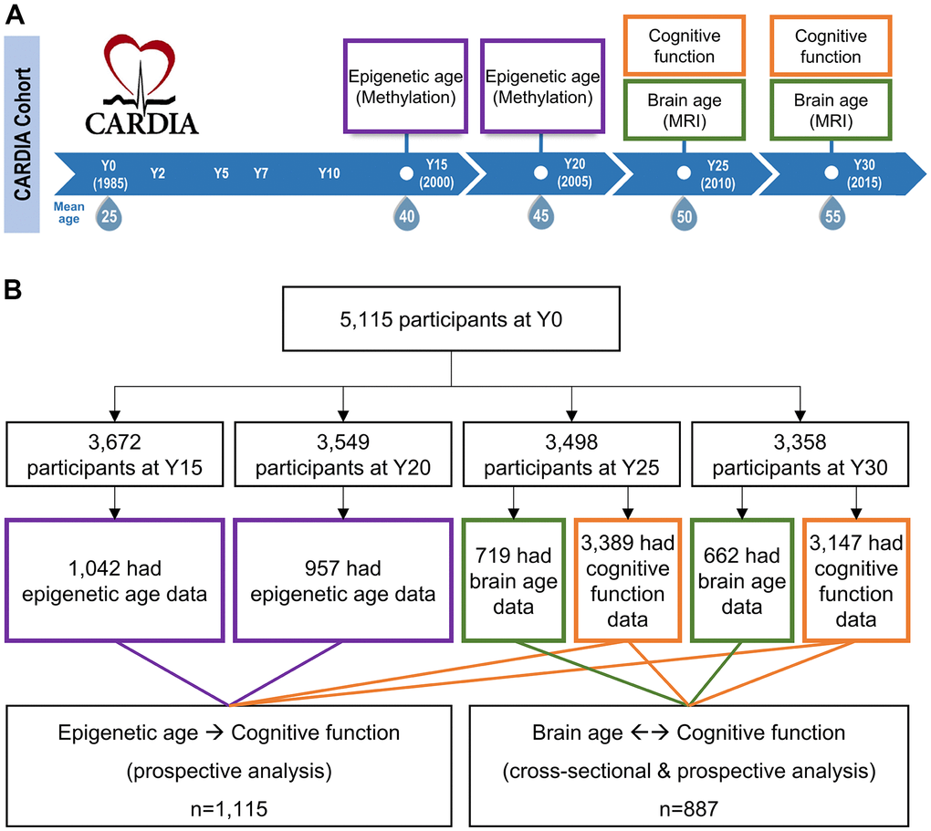 Study design and eligible study participants. (A) Epigenetic aging data were measured among a randomly selected subset of CARDIA participants at year (Y) Y15 and Y20. Brain aging data were measured at a subset of participants at Y25 and Y30. Cognitive function tests were performed at Y25 and Y30 across almost all CARDIA participants. The DNA methylation was measured at earlier visits before brain MRI because molecular changes could occur years before the brain structural changes. Besides, as a blood-based marker, epigenetic age can be cost-effectively measured at an earlier age. (B) Among the 1,042 Y15 and 957 Y20 participants who had methylation data, 881 had methylation data at both visits. Among the 719 Y25 and 662 Y30 participants who had brain MRI data, 488 had MRI data at both visits. About 95% of the CARDIA participants at Y25 and Y30 had cognitive function data. To maximize statistical power, those who had available DNA methylation and cognitive function data were eligible for epigenetic age analysis (a union set of 1,115 participants involved); those who had available brain MRI and cognitive function data were eligible for brain age analysis (a union set of 887 participants involved). There were 326 overlapping participants who had both DNA methylation and brain MRI data.