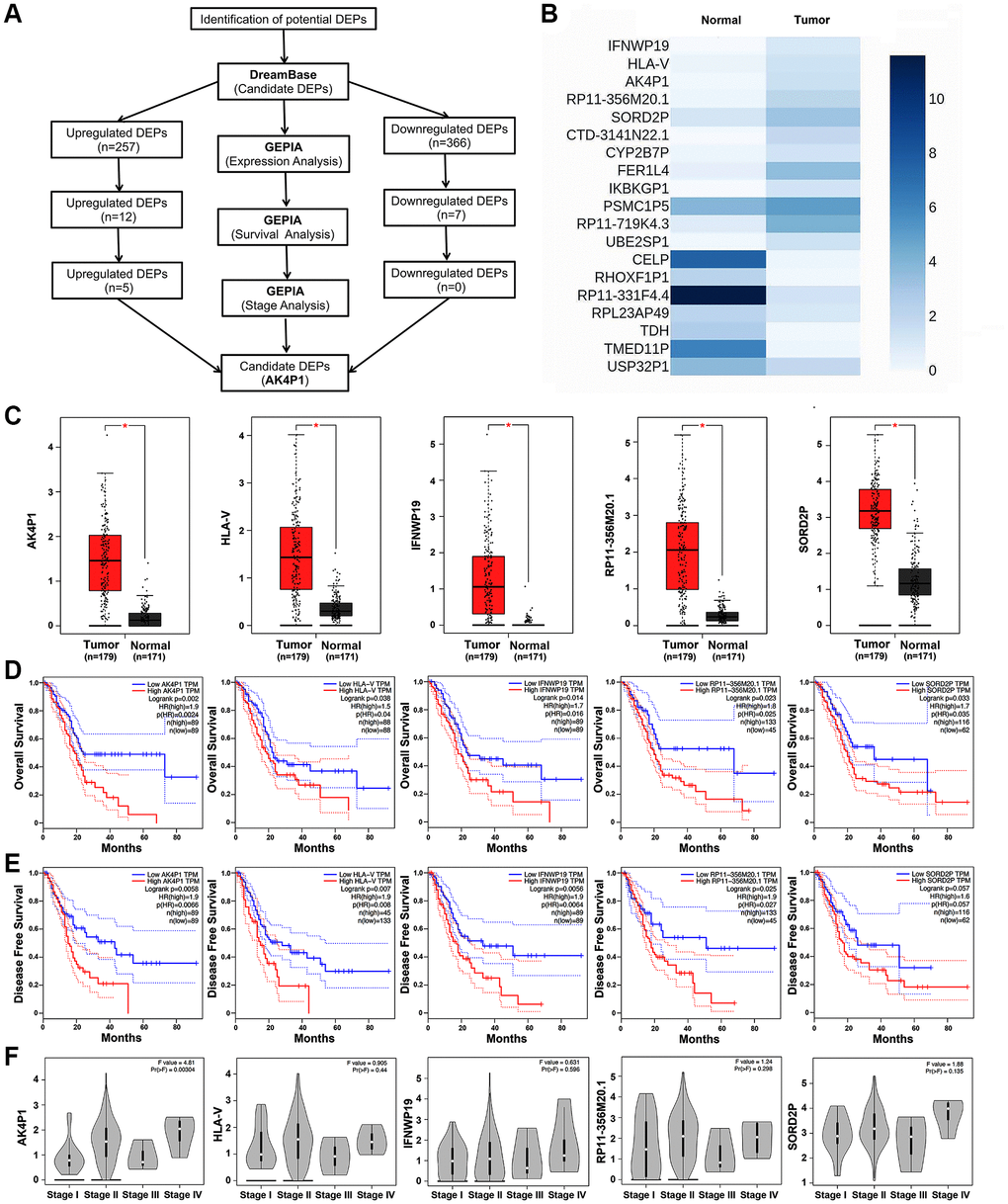 Identification of pseudogene AK4P1 as a potential regulator in PDAC. (A) The flow-process diagram for screening pseudogene AK4P1. (B) Expression of 19 potential DEPs in PDAC and normal pancreas tissues from TCGA and GTEx data. (C) Expression of 5 potential DEPs in PDAC and normal pancreas tissues. (D) Prognostic role (OS) of 5 potential DEPs in PDAC. (E) Prognostic role (DFS) of 5 potential DEPs in PDAC. (F) Expression of 5 potential DEPs among major stages in PDAC. Abbreviation: HR: hazard ratio; Three horizontal lines in the box plot represent minimum, median and maximum, respectively; *P 