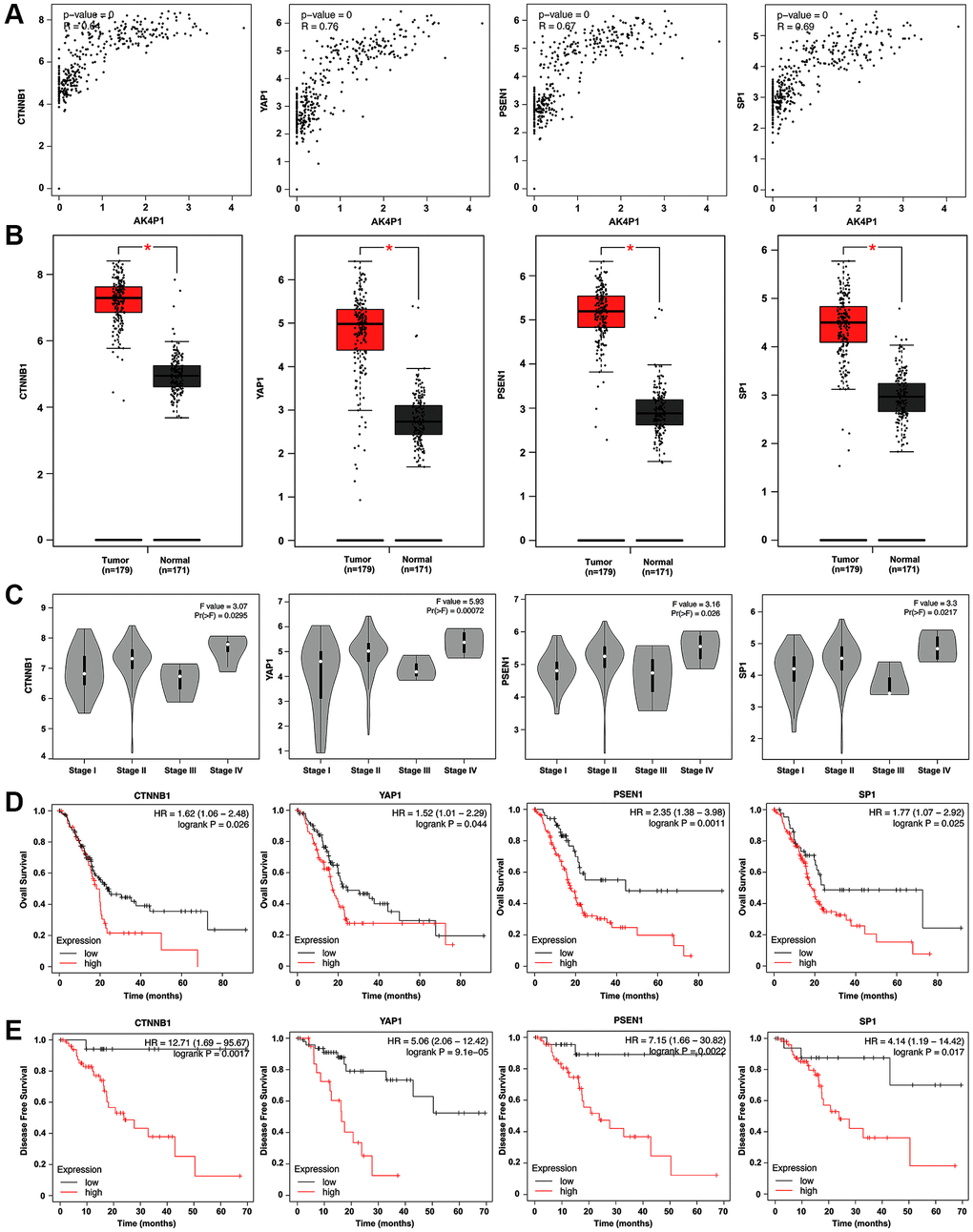 Four hub genes are identified as functional target genes of AK4P1. (A) The expression correlation between AK4P1 and four hub genes (CTNNB1, YAP1, PSEN1, and SP1) in PDAC was assessed using GEPIA. (B) Box-whisker plot represented expression of four hub genes (CTNNB1, YAP1, PSEN1, and SP1) in PDAC and normal pancreas tissues were determined by GEPIA. (C) Expression of four hub genes (CTNNB1, YAP1, PSEN1, and SP1) among major stages in PDAC were determined by GEPIA. (D) Prognostic role (OS) of four hub genes (CTNNB1, YAP1, PSEN1, and SP1) expression in PDAC. (E) Prognostic role (DFS) of four hub genes (CTNNB1, YAP1, PSEN1, and SP1) expression in PDAC. Three horizontal lines in the box plot represent minimum, median and maximum, respectively. *P 