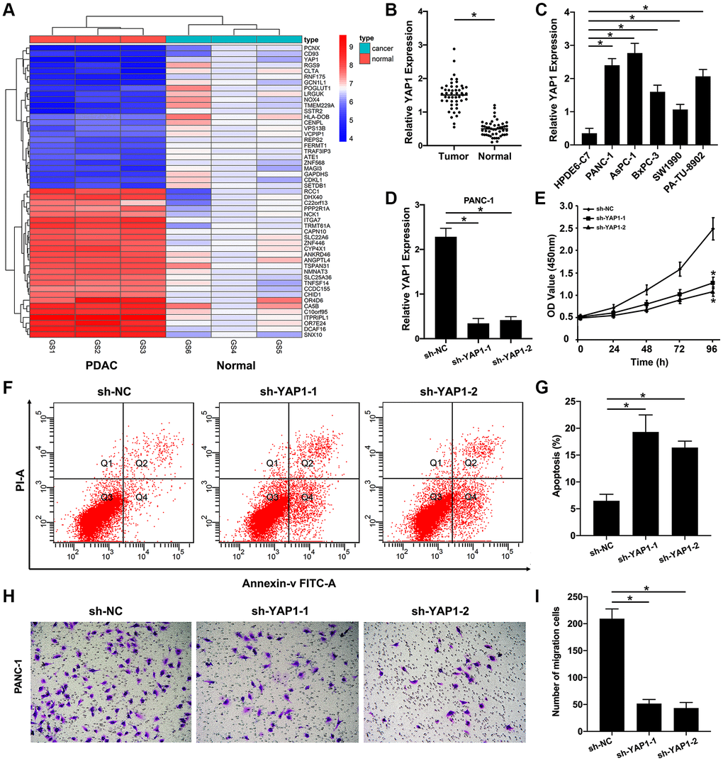 YAP1 as a target gene of the AK4P1/miR-375 axis promotes PDAC progression. (A) Heatmap of DEGs in PDAC tissues compared to normal pancreas tissues were confirmed by microarray. (B) Expression of YAP1 in PDAC and normal pancreas cell lines. (C) Expression of YAP1 in 48 paired PDAC and their adjacent non-cancerous tissues. (D) Expression of YAP1 in PANC-1 cells with stably transfected sh-YAP1-1 and sh-YAP1-2 were detected using qRT-PCR, and the densitometric values of YAP1 expression were analyzed as compared with GAPDH. (E) The effect of knocking down YAP1 on the proliferation of PANC-1 cells, according to the CCK-8 assay. (F) The effect of knocking down YAP1 on the apoptosis rate of PANC-1 cells was determined by flow cytometry. (G) The densitometric analysis of the apoptosis rate of PANC-1 cells after knocking down YAP1 was performed. (H) The effect of knocking down YAP1 on the ability of PANC-1 cells invasion was determined by Transwell assay. (I) The densitometric analysis of the number of the invasion cells after knocking down YAP1 was performed. Data are presented as the means ± SD. Results were one representative of three independent experiments; bars, SD; *P 