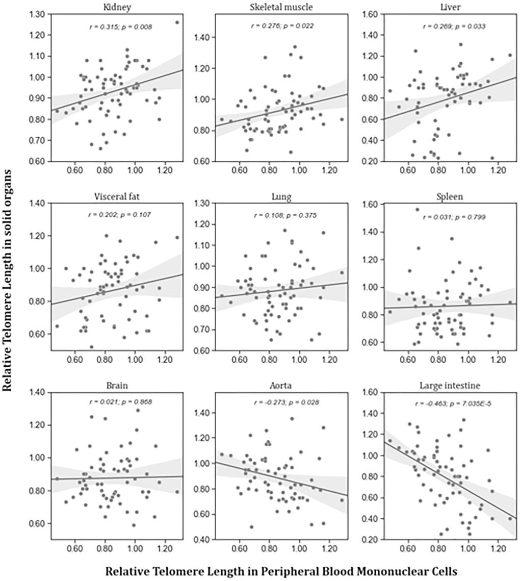 Correlation between RTL in PBMCs and RTL in different organs isolated from adult rats (n = 72). r – Pearson correlation coefficient, p – p value. The figure also shows in grey the regression line and 95% confidence interval.