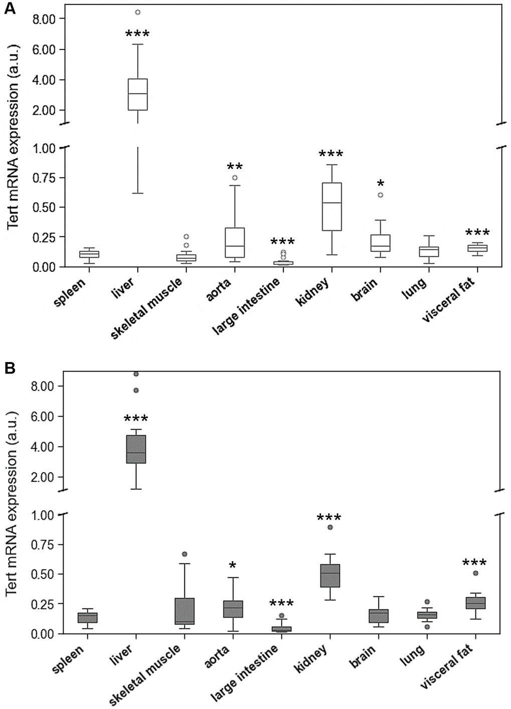 Tert mRNA expression of spleen compared to Tert mRNA expression of 8 different solid organs (including liver, skeletal muscle, aorta, large intestine, kidney, brain, lung, visceral fat) isolated from. (A) young and (B) adult rats. Tert mRNA expression is shown in arbitrary units. *p **p ***p 