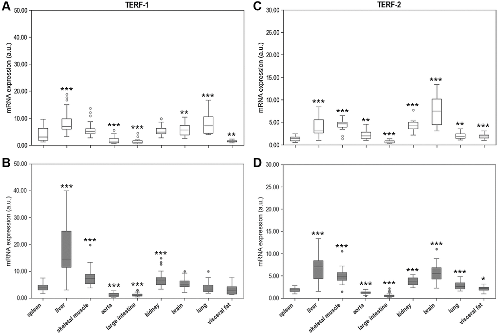 Spleen Terf-1 mRNA expression compared to Terf-1 mRNA expression of 8 different solid organs (including liver, skeletal muscle, aorta, large intestine, kidney, brain, lung, visceral fat) isolated from. (A) young and (B) adult rats. Spleen Terf-2 mRNA expression compared to Terf-2 mRNA expression of 8 different solid organs (including liver, skeletal muscle, aorta, large intestine, kidney, brain, lung, visceral fat) isolated from: (C) young and (D) adult rats. Terf-1 and Terf-2 mRNA expression is shown in arbitrary units. *p **p ***p 