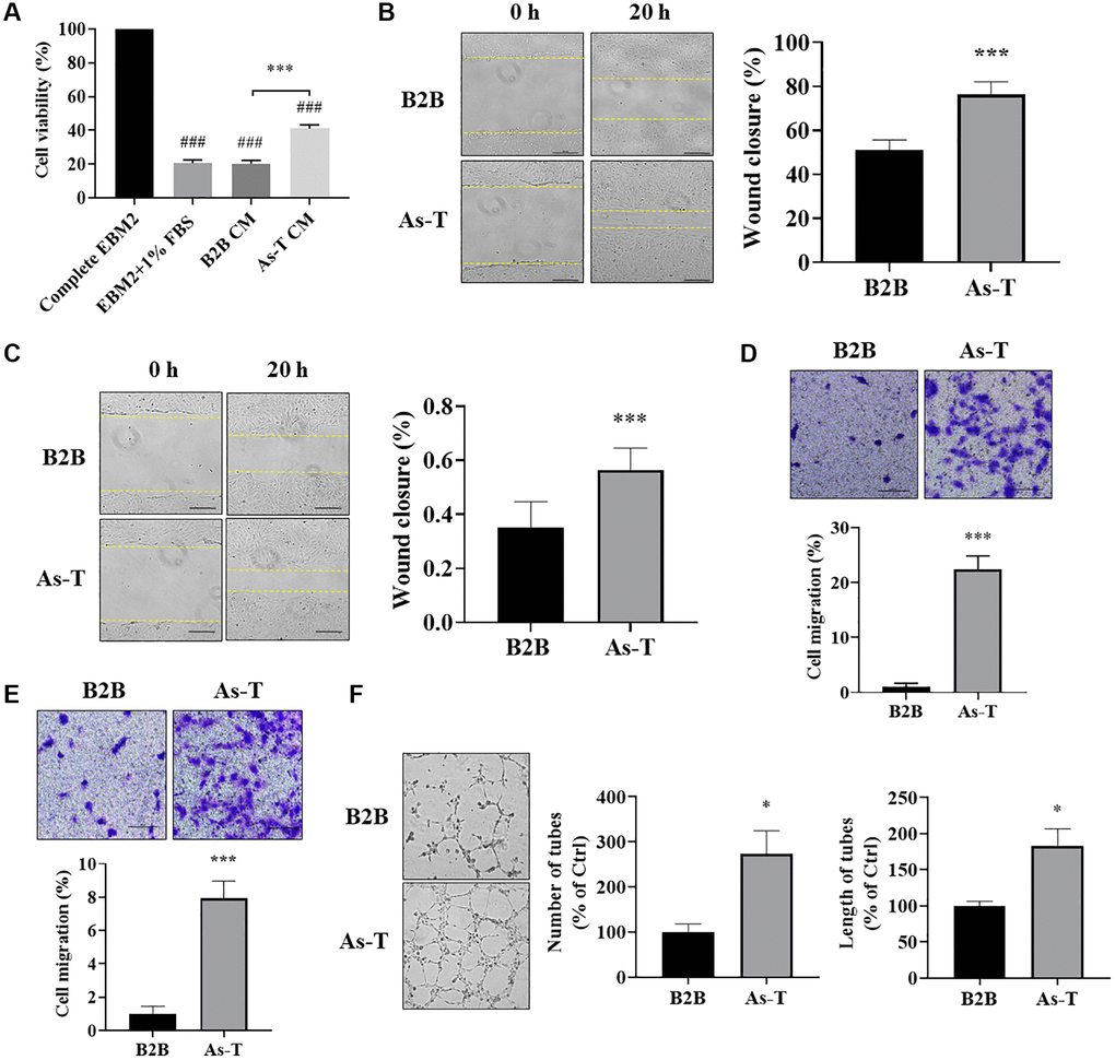 Vascular endothelial cells cultured in conditioned medium (CM) from As-T cells showed higher cell viability, more cell migration, and better tube formation. (A) HUVECs were incubated with the CM from B2B or As-T cells for 4 days. Cell proliferation of HUVECs was determined by counting the number of trypan blue negative cells. ###p ***p B) When reached about 100% confluence, HUVECs were starved overnight, and a scratch wound was made as above. Superannuant was removed, and the CM from B2B or As-T cells was added to the wells. The widths of the wounds were measured at 0 h and 20 h post scratch. Images were taken using an inverted microscope at 10× magnification, bar = 100 μm. Left panel: representative images; right panel: quantification of the wound healing assay. ***p C) Wound healing assay for the HMVECs was performed as described above. Bar = 100 μm, ***p D) A transwell assay was conducted to evaluate the effects of CM on HUVEC migratory ability. HUVECs were plated on the top chamber in 200 μL basic EBM2 medium; the lower chamber was filled with 600 μL CM from B2B or As-T cells. The cells that pass through the network were stained with crystal violet and counted under a microscope at 24 h, and the images were taken using a microscope at 10× magnification, bar = 100 μm. Upper panel: representative images; lower panel: quantification of the migrated cells. ***p E) Migration assay for the HMVECs was performed as described above. Bar = 100 μm, ***p F) A tube formation assay was carried out to evaluate the effects of CM on the tube forming ability of HUVECs. HUVECs were starved with basic EBM2 medium overnight and resuspended in 100 μL diluted CM (CM: basic EBM2 = 1:1). The cell suspension was then added to a 96 well-plate containing 100 μL solidified growth factor-reduced Matrigel. The tubular structures were imaged at about 6–12 h under a microscope at 4× magnification. Left panel: representative images of the tubular structures. Middle panel: quantification of the number of the tubular structures. Right panel: quantification of the length of the tubular structures. *p 