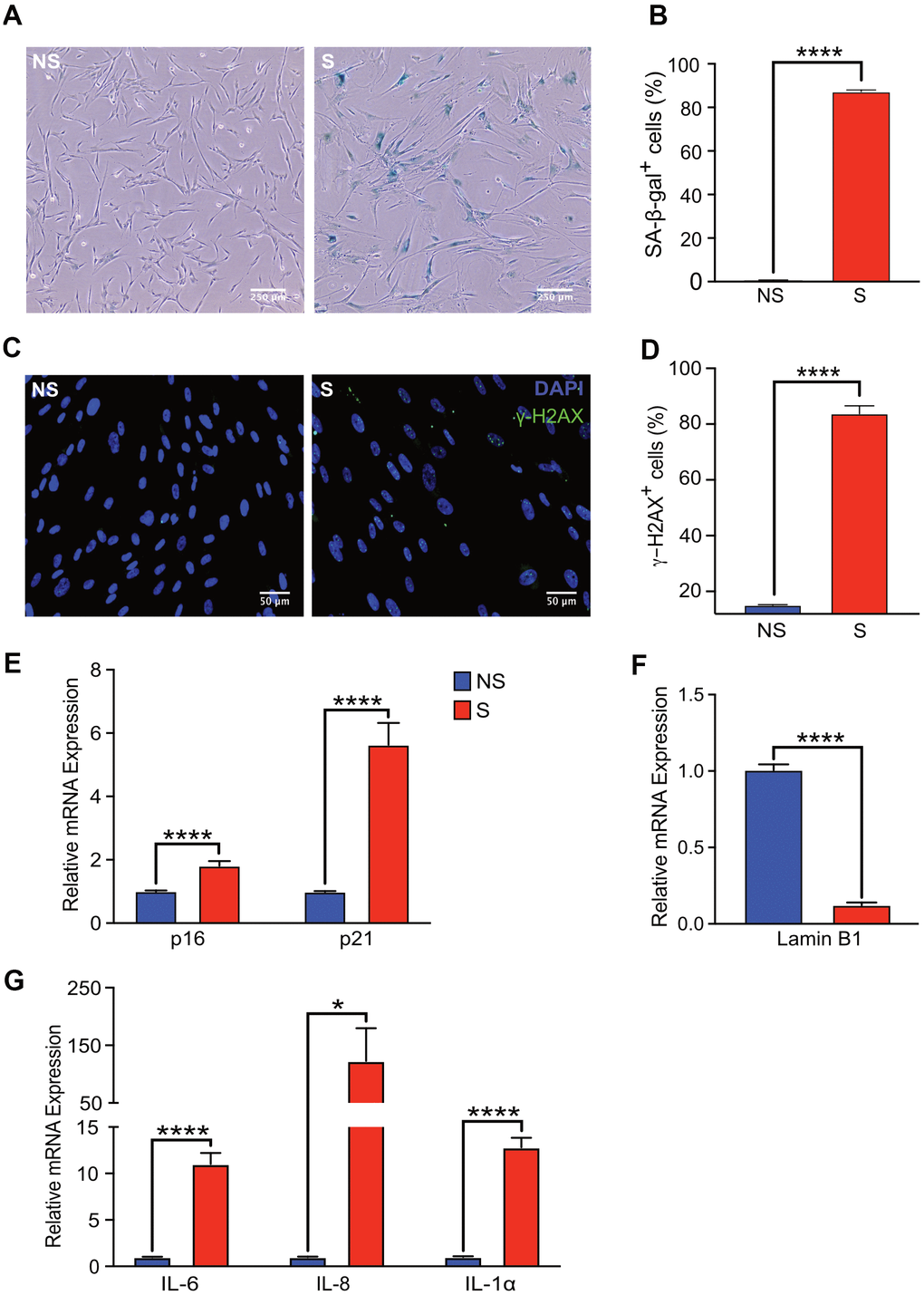 Senescent human fibroblasts express markers of senescence. IMR-90 fibroblasts were induced to senesce by doxorubicin (300 nM, 24 h) and SA-β-Gal staining was performed on day 9 after doxorubicin treatment. (A) Representative images of SA-β-Gal stained senescent (S) and non-senescent (NS) cells. (B) Quantification of SA-β-gal-positive cells in NS and S IMR-90 cells. Four fields were quantified per well (n=6) with a total of 7713 and 2666 cells counted for NS and S cells, respectively. (C) Immunofluorescence was performed to detect γ-H2AX in NS and S IMR-90 cells, 10 days after exposure to vehicle or doxorubicin, respectively. Representative images of NS and S cells stained for γ-H2AX (green) and Hoechst (blue). (D) The percentage of cells with 3 or more γ-H2AX foci/cell (γ-H2AX+ cells) was scored from a total of 780 NS and 387 S cells. The results are presented as mean % of cells with 3 or more foci/cell. (E–G) mRNA levels of cell cycle regulators p16 and p21, Lamin B1, and various SASP factors, IL-6, IL-8, and IL-1α assessed through Quantitative Realtime PCR in NS and S IMR-90 cells (n=3). All results are presented as a mean and error bars represent ±SEM. Statistical analysis performed using unpaired t test. *p 