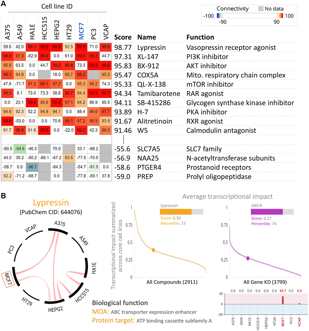 Inhibition of ABCA10 expression in breast cancer cells by pharmacogenomic mapping. (A) Lypressin treatment simulated the effects of ABCA10 inhibition on breast cancer cell lines. (B) Analyses were performed to explore the similarity between ABCA10 and drug-induced genetic characteristics in multiple cancer cell lines to assess the effects.