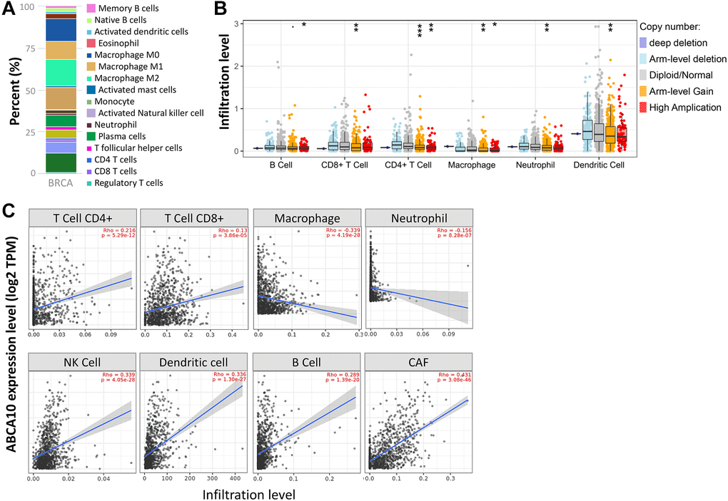 Correlation of ABCA10 expression with immune infiltration level in BRCA. (A) Immune cell bars show the expression of the ABCA10 gene. (B) The infiltration level of various immune cells under different copy numbers of ABCA10 in BRCA. (C) The correlation between ABCA10 expression level and immune infiltration. *P **P ***P 