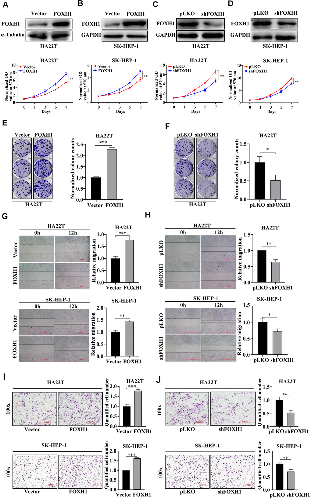 Experimental evidence suggested that FOXH1 promoted HCC development. (A, B) Top, the efficiency of FOXH1 overexpression. GAPDH was internal control. Bottom, MTT assay demonstrated that overexpression of FOXH1 promoted cell growth of HA22T (A) and SK-HEP-1 cells (B). (C, D) Top, efficiency of FOXH1 knockdown. GAPDH was loading control. Bottom, MTT assay revealed that knockdown of FOXH1 reduced cell growth of HA22T (C) and SK-HEP-1 cells (D). (E) FOXH1 HA22T cells had better colony forming ability than Vector HA22T cells. Left, representative images of colonies. Right, statistical analysis. (F) FOXH1 depleted HA22T cells formed less colonies than the control cells. Left, representative images of colonies. Right, statistical analysis. (G) Overexpression of FOXH1 increased cell migrating ability of HA22T (top) and SK-HEP-1 cells (bottom) cells. Left, representative images of wounding healing assay. Right, statistical analysis. (H) FOXH1 knockdown suppressed the migrating ability of HA22T (top) and SK-HEP-1 cells (bottom) cells. Left, representative images of wounding healing assay. Right, statistical analysis. (I) Overexpression of FOXH1 promoted cell invasion of HA22T (top) and SK-HEP-1 (bottom) cells. Left, representative images of wounding healing assay. Right, statistical analysis. (J) Knockdown of FOXH1 decreased cell invasion of HA22T (top) and SK-HEP-1 (bottom) cells. Left, representative images of wounding healing assay. Right, statistical analysis. *P**P***P