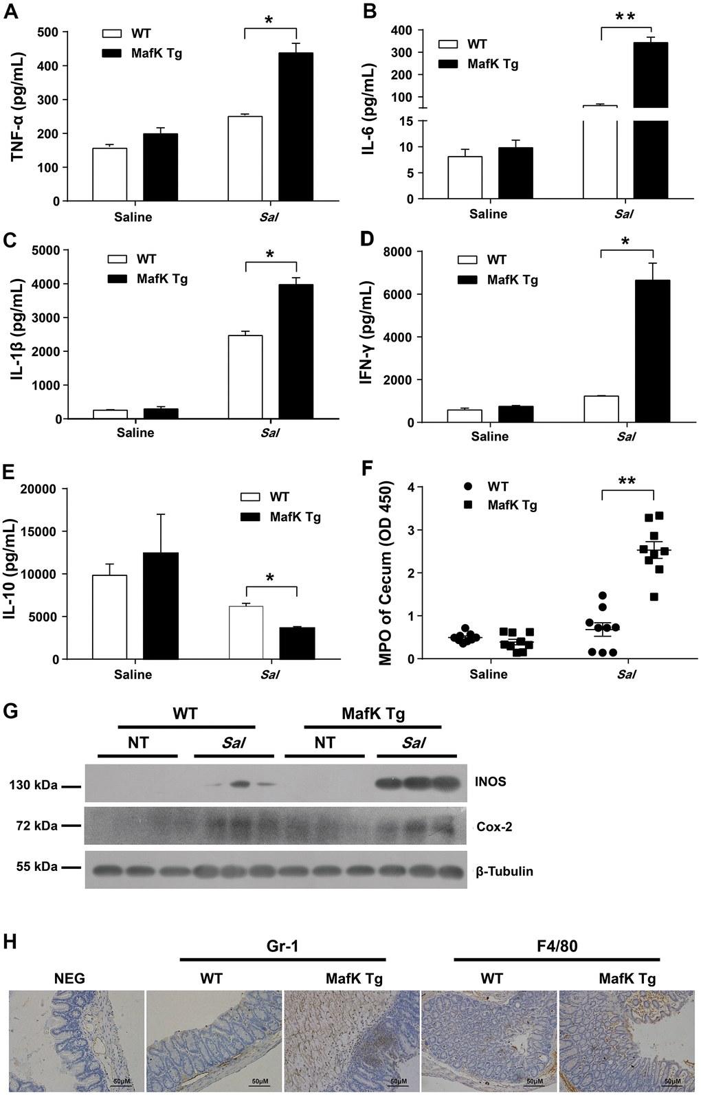 MafK leads to abnormal inflammatory responses. Streptomycin-pretreated WT and MafK mice were orally infected with Salmonella (n = 9 each group) for 48 h. The homogenate supernatant of cecum was detected for concentrations of indicated cytokines by ELISA. (A) TNF-α, (B) IL-6, (C) IL-1 β, (D) IFN-γ, (E) IL-10. (F) The homogenate supernatant of the cecum was also used to determine the activity of MPO. (G) Representative cecum tissue lysates were analyzed for iNOS and Cox-2 by western blotting. GAPDH was used as a loading control. (H) Representative immunohistochemical staining of Gr-1 (a neutrophil marker) and F4/80 (a macrophagocyte marker) were performed in the cecal sections. All data are shown as the mean ± SEM. Student’s t test was performed. Statistical significance is indicated by *p p 