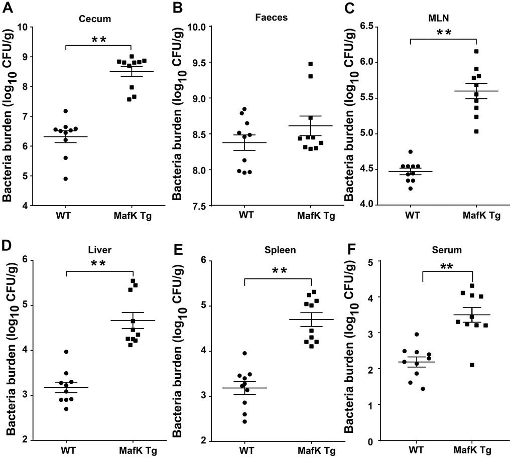 MafK enhances Salmonella invasion and dissemination. Streptomycin-pretreated WT and MafK Tg mice were orally infected with Salmonella (n = 10 each group) for 48 h. Bacterial loads in the cecum (A), faeces (B), MLN (C), liver (D), spleen (E), and serum (F) were detected. All data are shown as the mean ± SEM. Student’s t test was performed. Statistical significance is indicated by *p p 