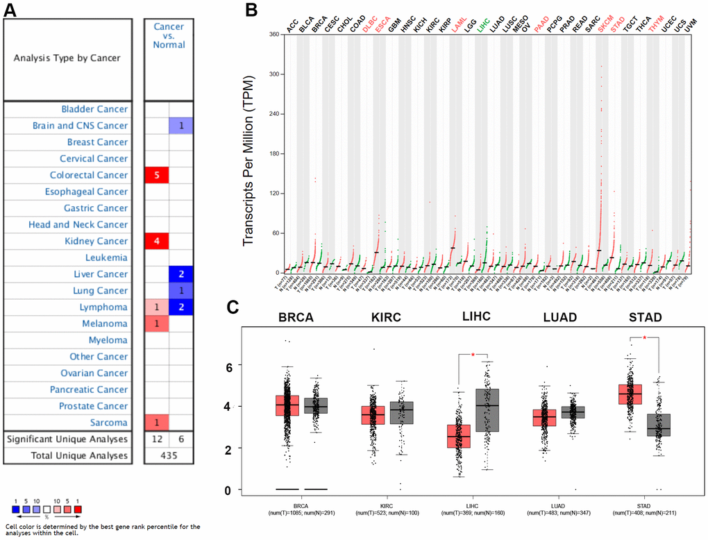 Expression analysis for ZC3H13 in multiple cancers. (A) mRNA expression levels of ZC3H13 in various types of cancer (Oncomine). The threshold was designed with the following parameters: fold change = 2 and P value = 0.01. The cell number represents the number of datasets that meets the threshold. The color intensity (RED OR BLUE) is directly proportional to the significance level of upregulation or downregulation. (B, C) ZC3H13 expression in TCGA (BRCA, KIRC, LIHC, LUAD, STAD) tissues compared with the corresponding TCGA and GTEx normal tissues. *p value 