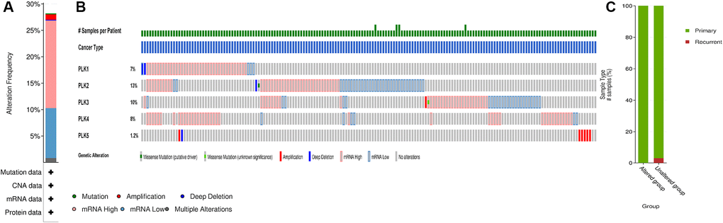 PLK mutation analysis in GBM (cBioPortal). (A) Frequency of alteration in each query in the detailed cancer types. (B) Overview of genetic alteration per sample in each query gene. (C) Explore clinical sample type comparisons among groups of samples as defined by the query.