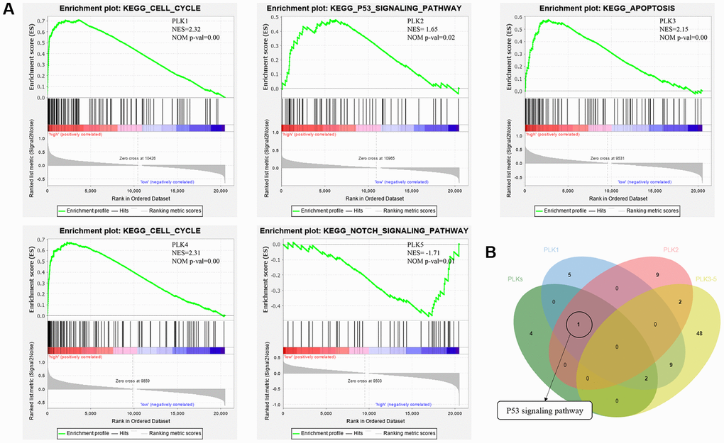 (A) Functional analysis of PLKs in TCGA cohort using GSEA. (B) Overlapping KEGG pathways between PLKs’ network and GSEA’s results.