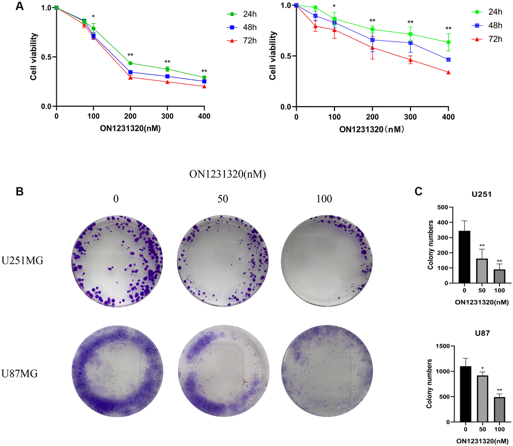 (A) The U251MG cells were treated under different concentrations of ON1231320 and cultured for 24, 48 and 72 h, respectively. (B) Colony formation assay showing the sensitizing effects on GBM cells after apcin treatment. (C) Quantitative results of Colony formation assay (*p **p 