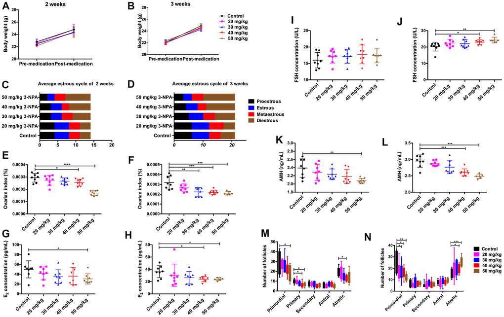 Comparison of clinical manifestations at different doses of 3-NPA. (A, B) 3-NPA had no significant effects on body weight. (C) 3-NPA could prolong the mean length of the diestrus phase and decrease the mean length of the estrous phase after two weeks of treatment, especially when used at a dose of 50 mg/kg. (D) 3-NPA could prolong the mean length of the diestrus phase and decrease the mean length of the estrous phase after three weeks of treatment, especially when used at a dose of 40 mg/kg and 50 mg/kg. (E, F) 3-NPA reduced the ovarian index, especially when used at a dose of 40 mg/kg and 50 mg/kg. (G, H) Serum E2 concentration in different groups; mice treated with 40 mg/kg 3-NPA for 3 weeks and those treated with 50 mg/kg 3-NPA for 2 or 3 weeks showed a significant decrease. (I, J) Serum FSH concentration in the different groups; mice treated with 40 mg/kg or 50 mg/kg 3-NPA for 3 weeks showed a significant increase. (K, L) Serum AMH concentration in different groups; mice treated with 40 mg/kg 3-NPA for 3 weeks and those treated with 50 mg/kg 3-NPA for 2 or 3 weeks showed a significant decrease. (M) In the mice treated with 50 mg/kg 3-NPA for 2 weeks, the number of primordial follicles decreased. (N) In the mice treated with 40 mg/kg or 50 mg/kg 3-NPA for 3 weeks, the number of primordial follicles decreased, the number of atretic follicles increased, and the number of growing follicles did not change significantly. (N=8 in all assays; *P