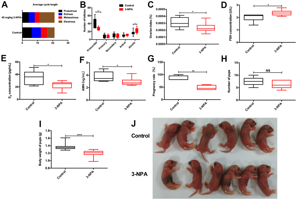 40 mg/kg 3-NPA significantly induced manifestations similar to those of POI. (A) 40 mg/kg 3-NPA could prolong the mean length of the diestrus phase and decrease the mean length of the estrous phase after three weeks of treatment. (B) 40 mg/kg 3-NPA could decrease the number of primordial follicles and increase that of atretic follicles. (C–F) 40mg/kg 3-NPA decreased the ovarian index (C), increased serum FSH levels (D), decreased serum E2 levels (E), decreased serum AMH levels (F), and decreased mouse fertility (G). (H) Although the 40 mg/kg 3-NPA group had fewer pups, the difference was not significant. (I, J) The offspring of the mice treated with 40 mg/kg 3-NPA showed lower weight than the control group (N=8 in all assays; *P