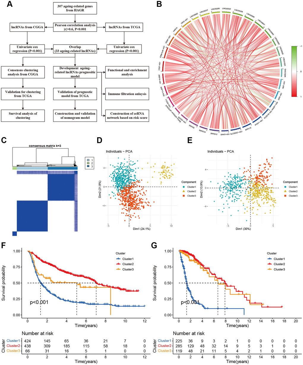 Molecular classification based on aging-related lncRNAs. (A) The flow chart of data analyses in the study. (B) The circle plot showed the correlation among 33 aging-related lncRNAs. (C) Glioma patients were divided into three clusters in CGGA. (D) PCA indicated that three subclasses were obtained in CGGA. (E) Three subclasses were validated in TCGA. (F) Kaplan-Meier cures of overall survival for three clusters in CGGA. (G) Kaplan-Meier cures of overall survival for three clusters in TCGA.