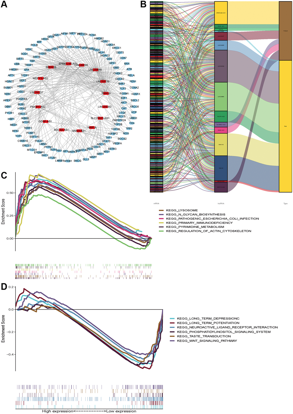 Functional and enrichment pathways analysis. (A) LncRNAs-mRNA co-expression regulatory network based-on fifteen aging-related lncRNAs. (B) A Sankey diagram was depicted to visualize the co-occurrences of lncRNAs, mRNAs and outcomes. (C) KEGG pathway enrichment analysis in high-risk group. (D) KEGG pathway enrichment analysis in low-risk group.