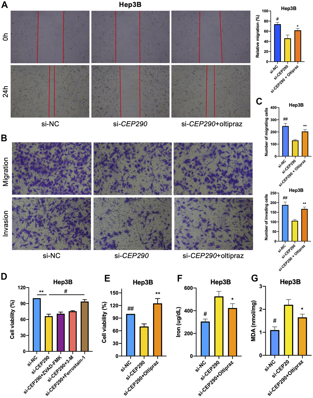 Effect of CEP290 interference on liver cancer cell ferroptosis and malignant phenotypes. (A) Scratch assay. Scratches were made in a confluent culture, and cell migration into the scratch wounds was documented. (B, C) Transwell assays. After treatment, the migration and invasion of Hep3B cells were analyzed. (D) Hep3B cell viability was evaluated after si-CEP290, incorporate with treatment of Z-DEVD-FMK (100 μM), 3-MA (10 mM), and ferrostain-1 (100 μM). (E–G) Cell viability, ferrous iron and MDA levels in Hep3B cells treated with si-CEP290 and 75 μM oltipraz (* si-CEP290 vs. si-CEP290+oltipraz, **p p CEP290, ##p p 