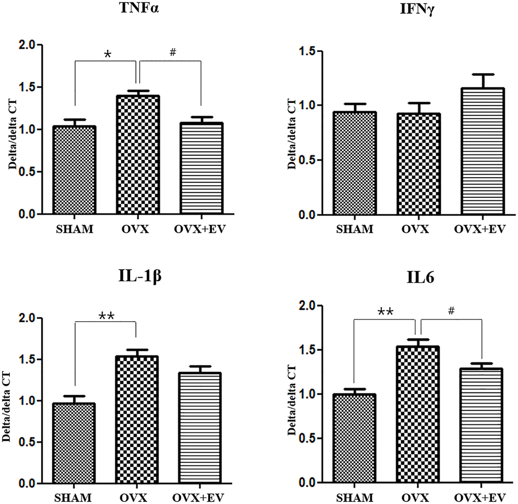 Anti-inflammatory effect of T-MSCs-derived extracellular vesicles. Quantitative polymerase chain reaction analysis of tumor necrosis factor alpha (TNF-α), interferon γ, interleukin 1β (IL-1 β), and interleukin 6 (IL-6) in the submandibular gland. The mRNA expression of TNF-α, IL-1, and IL-6 was higher in the OVX group than in the SHAM group. Extracellular vesicles treatment decreased the TNF-α and IL-6 levels. One-way ANOVA test; *p **p #p 