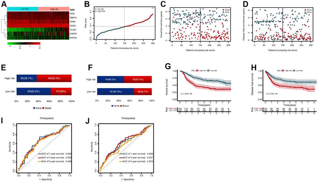 External validation of the cancer driver gene (CDG) signature using the gastric cancer (GC) data from the Gene Expression Omnibus (GEO) validation set. (A) Heatmap representing expression profiles of the seven CDGs. (B) Distribution of risk scores per patient. (C) Relationships between overall survival (OS) status and survival time in GC patients ranked by risk score. (D) Relationships between disease-free survival (DFS) status and survival time in GC patients ranked by risk score. (E) Comparison of OS risk between the two groups. (F) Comparison of DFS risk between the two groups. (G) Kaplan-Meier analysis of OS between high- and low-risk groups in GSE62254. (H) Kaplan-Meier analysis of DFS between high- and low-risk groups in GSE62254. (I) Time-dependent receiver operating characteristic (ROC) analysis for OS prediction in the GSE62254 cohort. (J) Time-dependent ROC analysis for DFS prediction in the GSE62254 cohort.