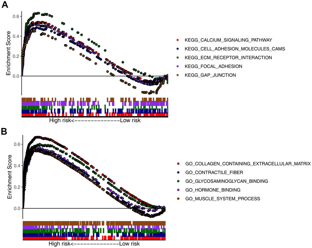 Gene set enrichment analysis (GSEA) of high- and low-risk groups. Top five representatives from (A) Gene Ontology (GO) term enrichment analysis and (B) Kyoto Encyclopedia of Genes and Genomes (KEGG) pathway enrichment analysis.