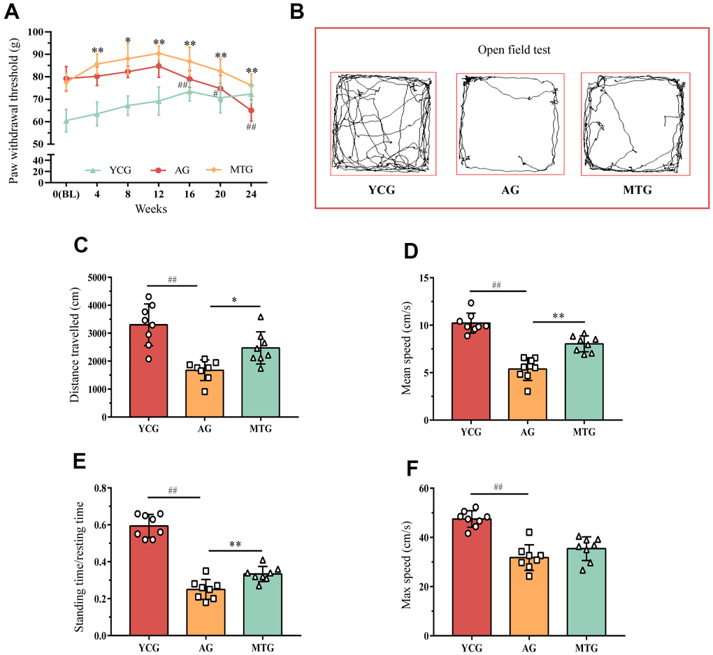 Effects of MT on the behaviors of aging rats. (A) The PWT of rats were obtained by stimulating to assess their mechanical hyperalgesia. Compared with the previous time point of this group, #P ##P *P **P B) The open field test was used to measure mobility and voluntary standing to indirectly reflect whether the rats had LBP. (C–F) Further quantitative analysis was used for the distance traveled, mean and max speed, and the standing time/ resting time of the rats. Values are expressed as the mean ±SD (N = 8). Compared with the YCG, ##P *P **P 