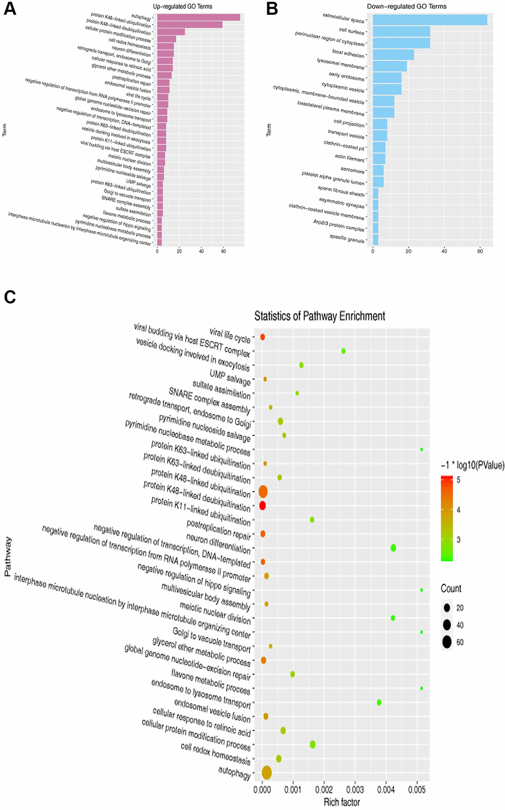 GO and KEGG pathway enrichment analyses of DEGs. (A, B) GO enrichment analysis of overlapping DEGs. (C) KEGG pathway enrichment analysis of overlapping DEGs.