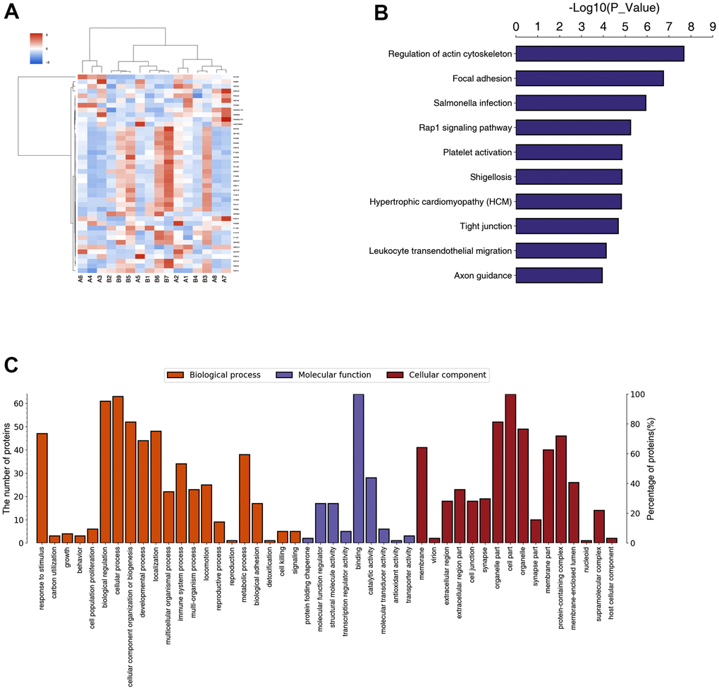 Result of proteomics in POD patients and non-POD patients. Eight POD patients and eight non-POD patients were randomly selected, from whom peripheral blood on the third postoperative day (T2) was collected for testing through Data Independent Acquisition (DIA) proteomics study. A total of nine proteins were upregulated and 55 proteins were downregulated in the peripheral blood of POD patients compared with non-POD patients (A). KEGG pathway annotation and enrichment analysis were shown in (B). The GO annotation and enrichment analysis were shown in (C).