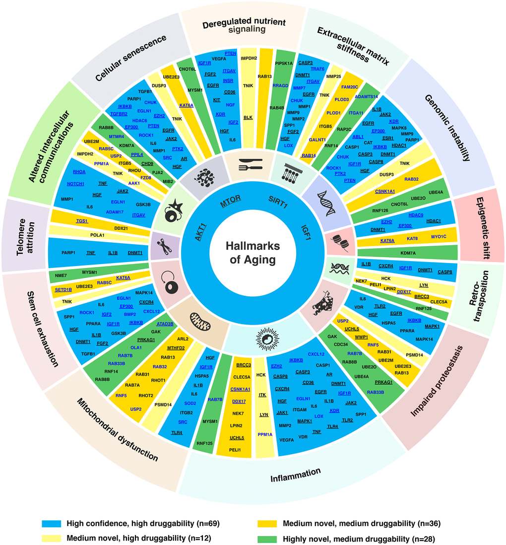 Targets associated with hallmarks of aging. Age-associated targets and common targets (n = 145) were mapped to the corresponding hallmark(s) of aging based on the literature. For novel targets, their participating pathways were also used for the assessment of their association with the hallmark(s) of aging. The four targets connected to all hallmarks (AKT1, MTOR, SIRT1 and IGF1) are shown in the inner circle of the plot. The target names are labeled in blue for age-associated targets, and black for common targets. Targets annotated as cancer driver genes in the NCG7.0 database are underlined.