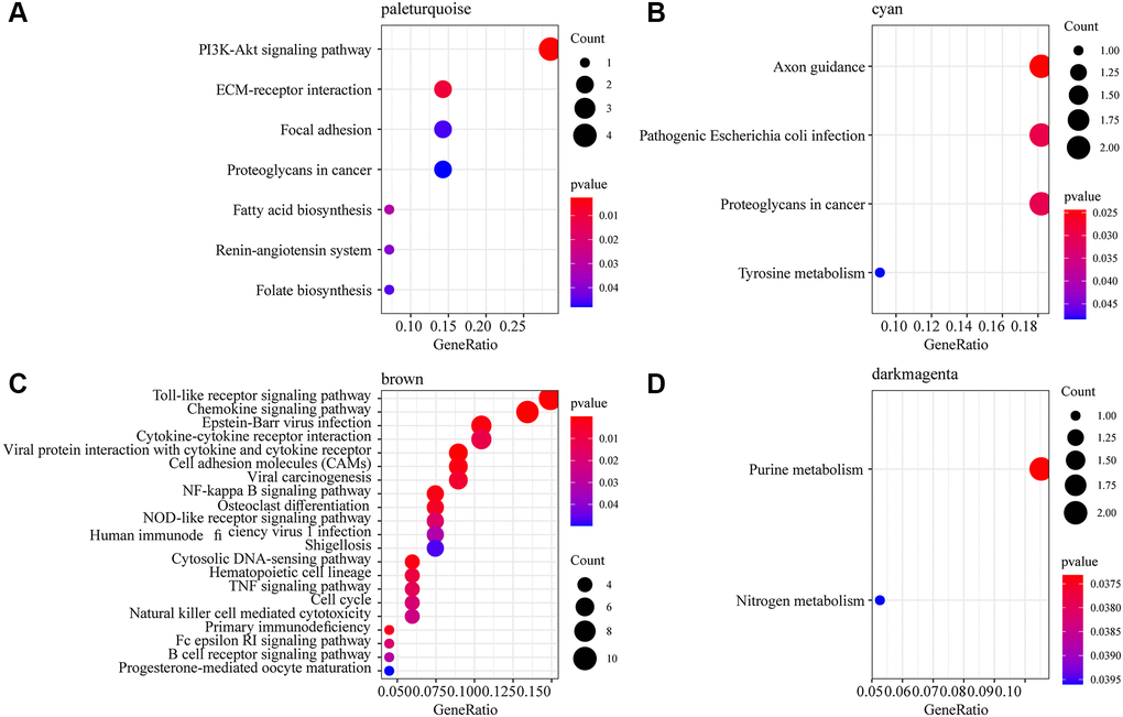 Functional enrichment analysis of phenotype-related gene co-expression modules. (A) 7 KEGG Pathway enriched by pale turquoise module. (B) 4 KEGG Pathway enriched by cyan module. (C) 21 KEGG Pathway enriched by brown module. (D) 2 KEGG Pathway enriched by dark magenta module. The dots are the number of genes enriched in the pathway; the color represents the significance of enrichment, the horizontal axis represents the enrichment factor, and the vertical axis represents the KEGG Pathway.