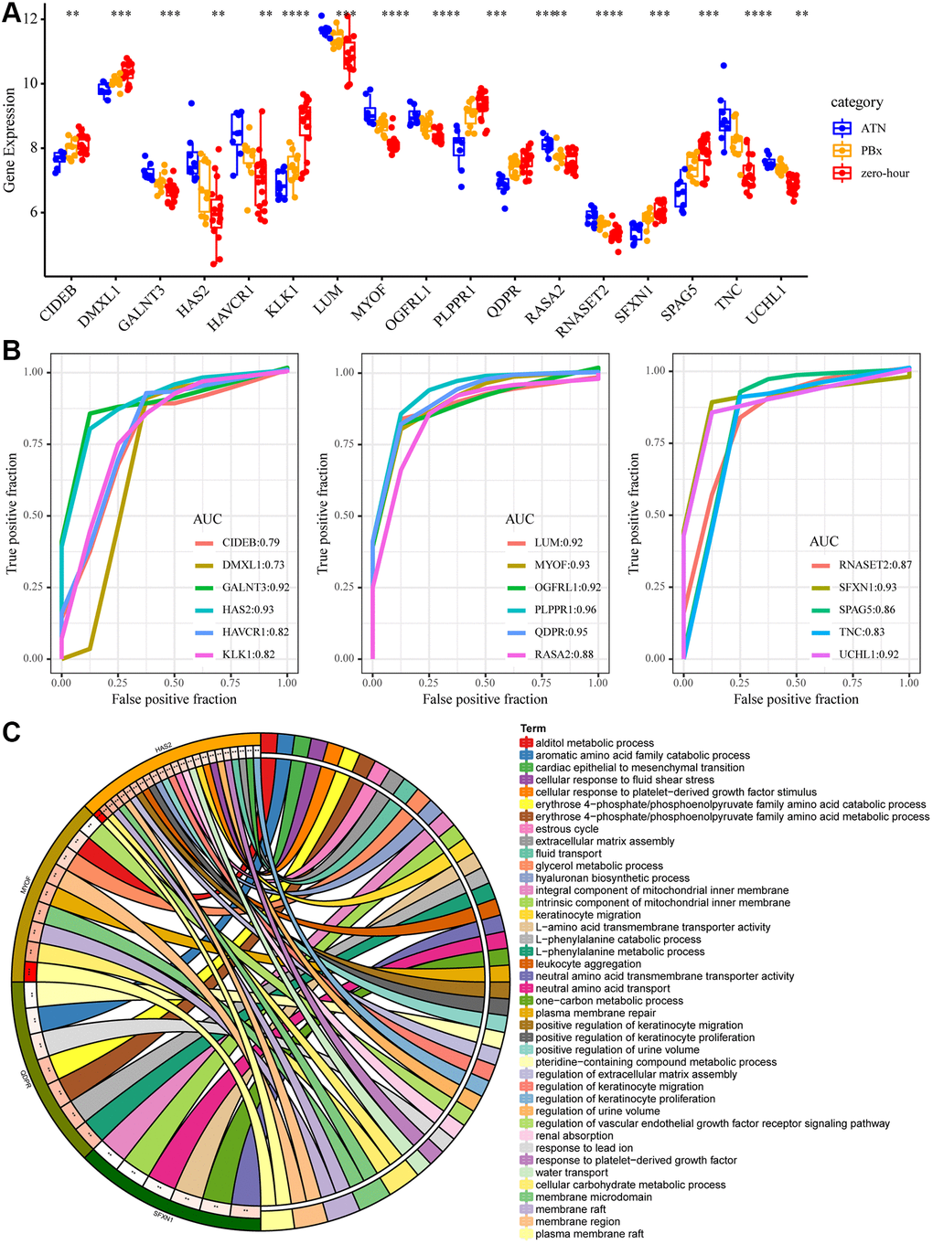 Key mRNA biomarkers in AKI. (A) The expression differences of the 17 genes in AKI, PBX and zero-hour, among which “*” means p p p p B) ROC curve of 17 genes. (C) The enrichment results of GO function of the five largest AUC genes. Different colors on the right side of the circle represent the GO Term, different colors on the left side of the circle represent genes, and the lines represent gene enrichment to the corresponding GO Term.