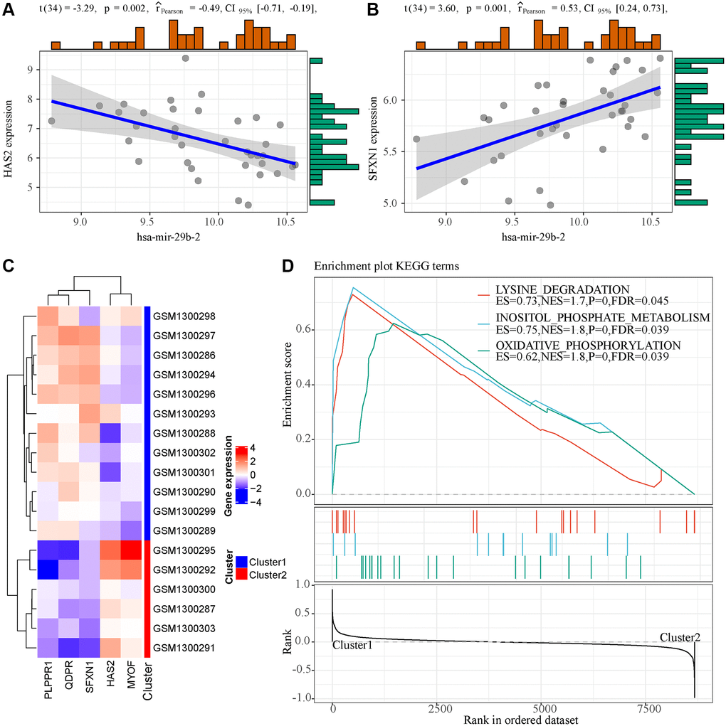 Functional analysis of 5 genes in the model. (A) The expression of hsa-mir-29b-2 was correlated with HAS2. (B) The expression of hsa-mir-29b-2 was correlated with SFXN1. (C) Unsupervised clustering of five genes in the model. (D) GSEA enrichment analysis results of two samples with different expression patterns.