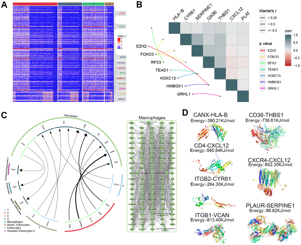 Exploration of how ADMSCs may alleviate UC. (A) Heat map, showing the expression of specific marker genes regulated by transcription factors in each ADMSCs cluster. (B) Correlation plot, showing relationships between transcription factors and ligands in ADMSCs. (C) Circos plot, showing relationships among macrophages, ADMSCs and three types of enterocytes. (D) Potential complexes between surface receptor and ligand obtained through molecular docking. ADMSCs: adipose-derived mesenchymal stem cells. UC: