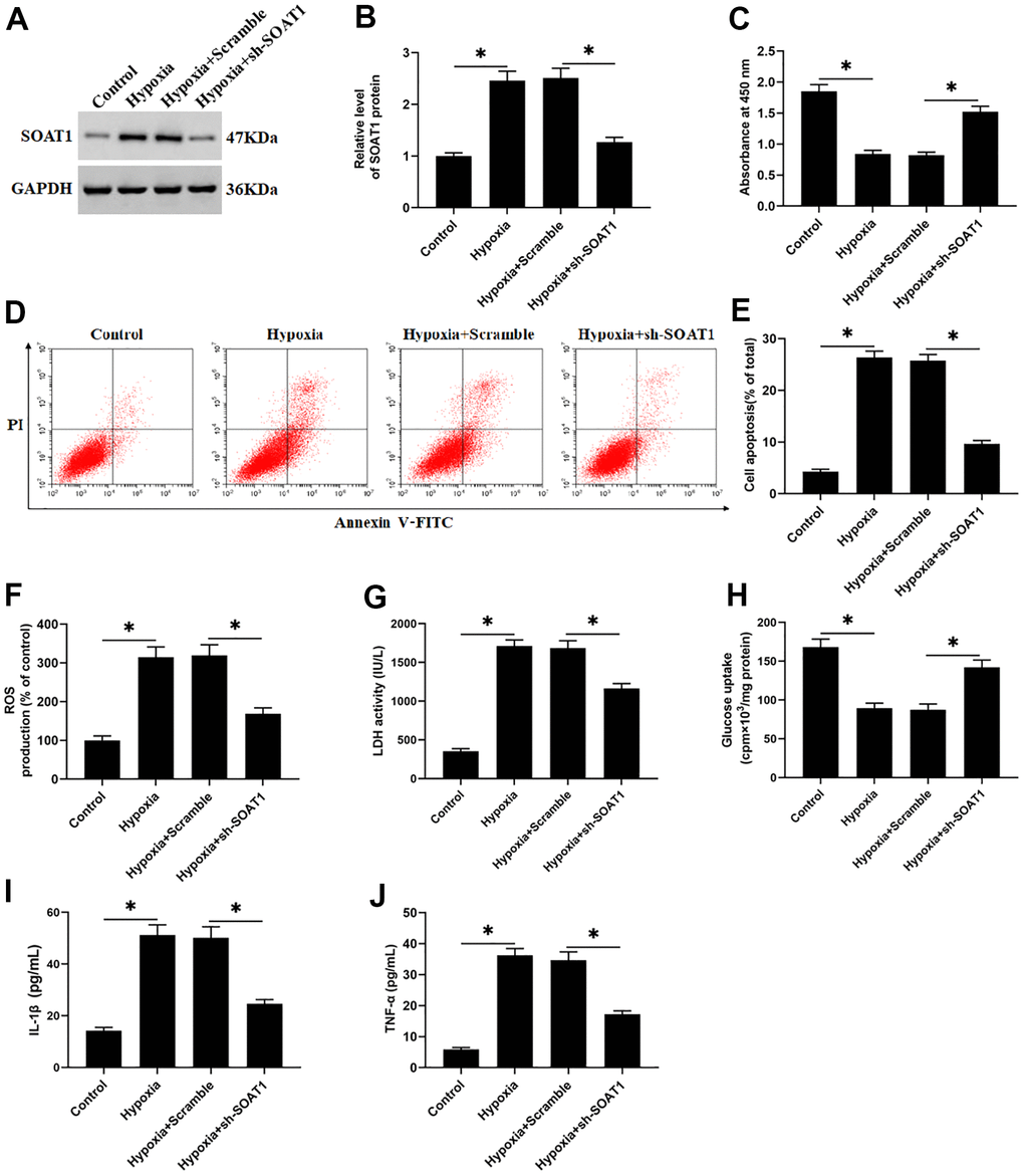 SOAT1 interference alleviates hypoxia-induced dysfunction of rat cardiomyocytes. Hypoxia-induced cardiomyocytes were transfected with sh-SOAT1 or negative control scrambled shRNA for 48 h. (A, B) Western blotting was used to detect the expression level of SOAT1 protein. (C) MTT assay was used to test cell viability. (D, E) Flow cytometry was used to detect cell apoptosis. (F) The production of ROS was analyzed with DCFH-DA. (G) The LDH activity was detect with a LDH ELISA kit. (H) D-(2-3H)-glucose uptake assay was used to perform glucose uptake on fully fused rat cardiomyocytes. (I, J) ELISA kits were used to detect and the secretion of IL-1β and TNF-α. Values were expressed as mean ± SEM. *P