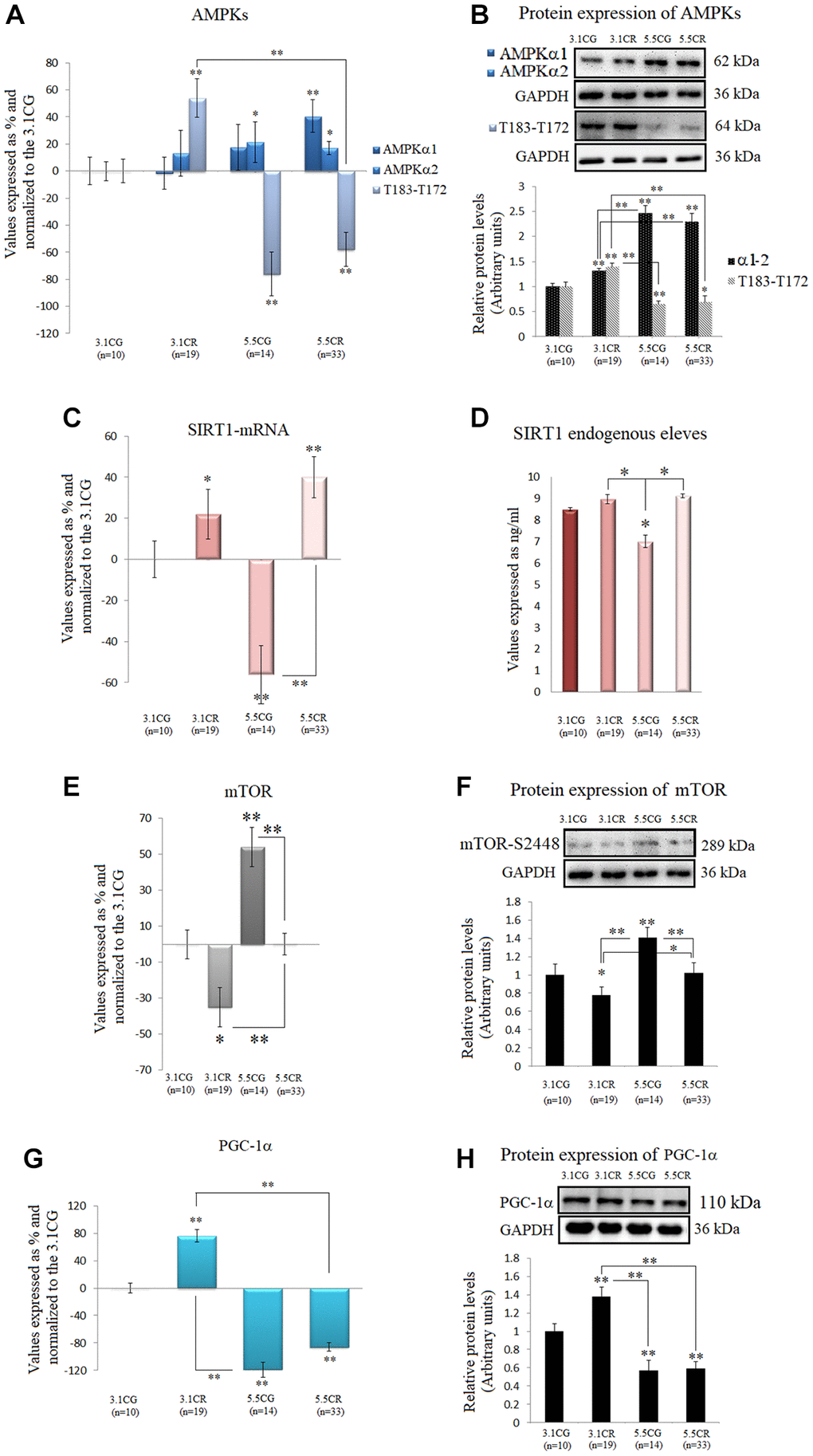 Expression of the AMPK-SIRT1-mTOR-PGC-1α nutrient sensors. The isoforms of the catalytic α-subunit of AMPK were analyzed by (A) qPCR (mRNA levels) and (B) Western blotting (protein levels†). T183-T172: AMPK α1 phosphorylated at T183 and AMPK α2 phosphorylated at T172. SIRT1 mRNA expression (C). SIRT1 endogenous levels (D). mTOR mRNA expression (E). Protein levels of mTOR phosphorylated at S2448† (F). PGC-1α mRNA expression (G). PGC-1α protein levels (H). mRNA expression in the WHT was analyzed by qPCR with SYBR Green fluorescence detection, and the transcript levels of the target genes were normalized to those of the endogenous control 18S rRNA. For each group, the value is expressed as a percentage (%); the 3.1CG value was set to 0, and the values for the rest of the groups were normalized to this level for comparison. Immunoblot results and protein expression results were obtained by Western blot analysis and quantified with Image Lab 6.1 software. The values were normalized to GAPDH expression; the 3.1CG expression was set to 1.0. The data are the mean ± SD. *P **P †AMPKα1-α2 and mTOR-S2448 share the same GAPDH loading control.