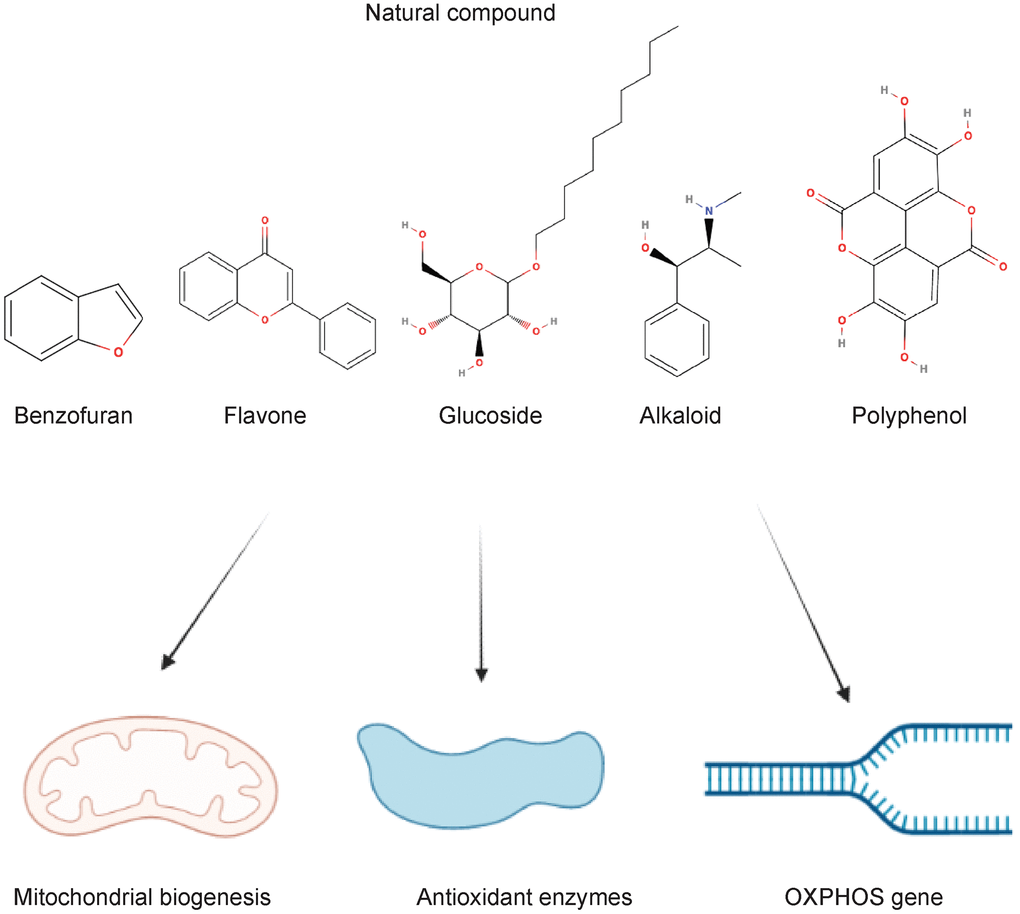 Natural compounds acting on the mitochondrial dynamics in type 2 diabetes and complications.