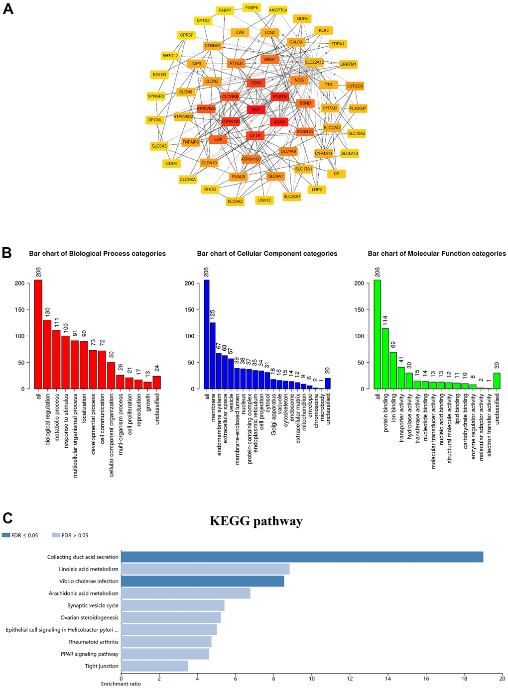 Coexpression network analysis of the GSDM family in ccRCC. (A) The PPI network of GSDM family interaction partners is generated by the cBioPortal and Cytoscape. (B) GO enrichment in biological processes, molecular function and cellular components for the 206 co-expression genes. (C) KEGG pathway enrichment analysis of the 206 co-expression genes.