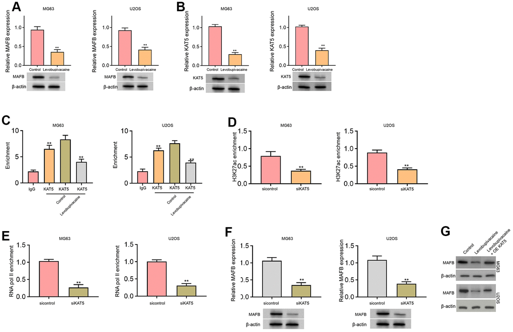 Levobupivacaine epigenetically inhibits MAFB expression by reducing KAT5 in osteosarcoma cells. (A–C) MG63 and U2OS cells were treated with levobupivacaine (2 mM). The expression of MAFB and KAT5 was detected by qPCR and Western blot analysis. (C) The enrichment of KAT5 on MAFB promoter was analyzed by ChIP analysis. (D–F) MG63 and U2OS cells were transfected with KAT5 siRNA. (D) The enrichment of H3K27ac on MAFB promoter was determined by ChIP analysis. (E) The enrichment of RNA polymerase II on MAFB promoter was tested by ChIP analysis. (F) MAFB expression was assessed by qPCR and Western blot analysis. (G) MAFB expression was examined by Western bot in MG63 and U2OS cells treated with levobupivacaine, or co-treated with levobupivacaine and KAT5 overexpression vector. mean ± SD, ** P 