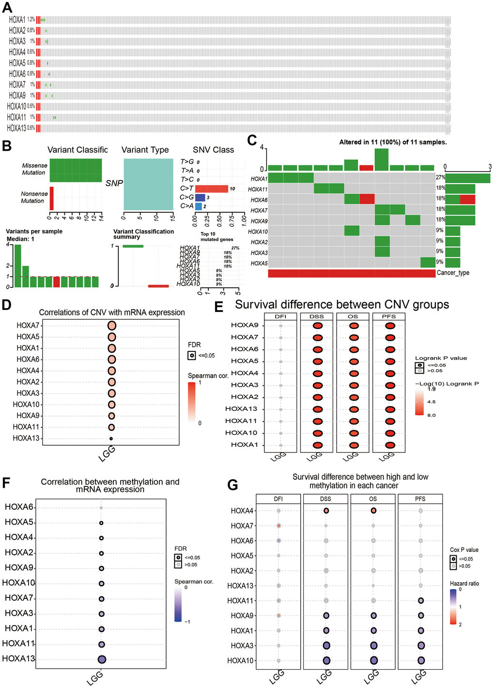 Landscape of genetic and expression variation of HOXAs in LGG. (A–C) Analysis gene alteration of HOXA gene family in LGG by used cBioPortal database. (D) Analysis the correlation between CNV and its expression. (E) Analysis prognosis of CNV for HOXAs in LGG. (F) Analysis the correlation between DNA methylation and its expression. (G) Analysis prognosis of DNA methylation for HOXAs in LGG.