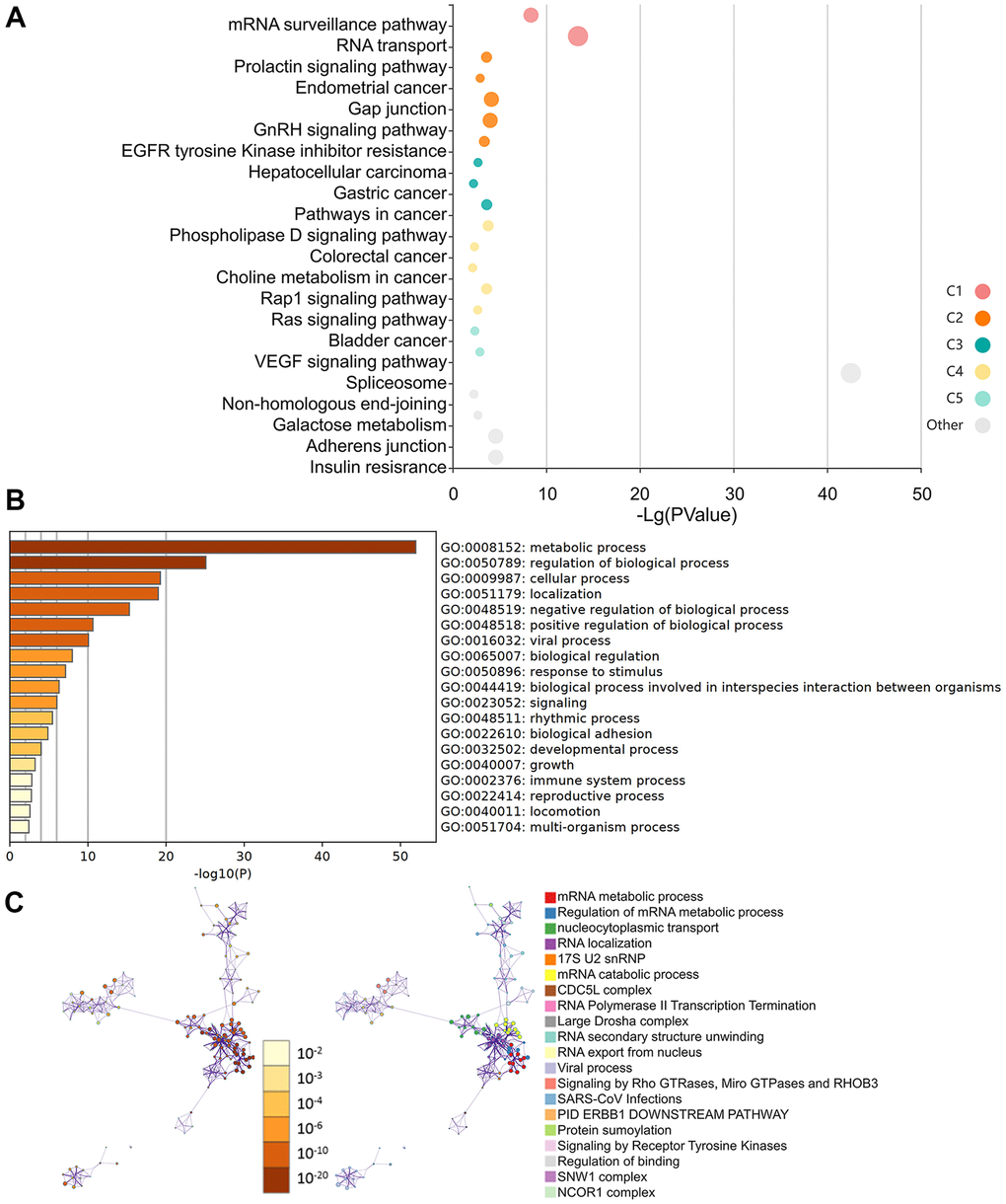 Molecular pathways involved in HNRNPC-related genes. (A) Analysis of KEGG pathways using HNRNPC-binding (STING database) and related genes (the cBioPortal online) with a bubble chart. (B) Bar chart illustrating the molecular function data for HNRNPC-binding (STING database) and related genes (the cBioPortal online). (C) Bar chart illustrating the molecular function data for HNRNPC-binding (STING database) and related genes (the cBioPortal online).