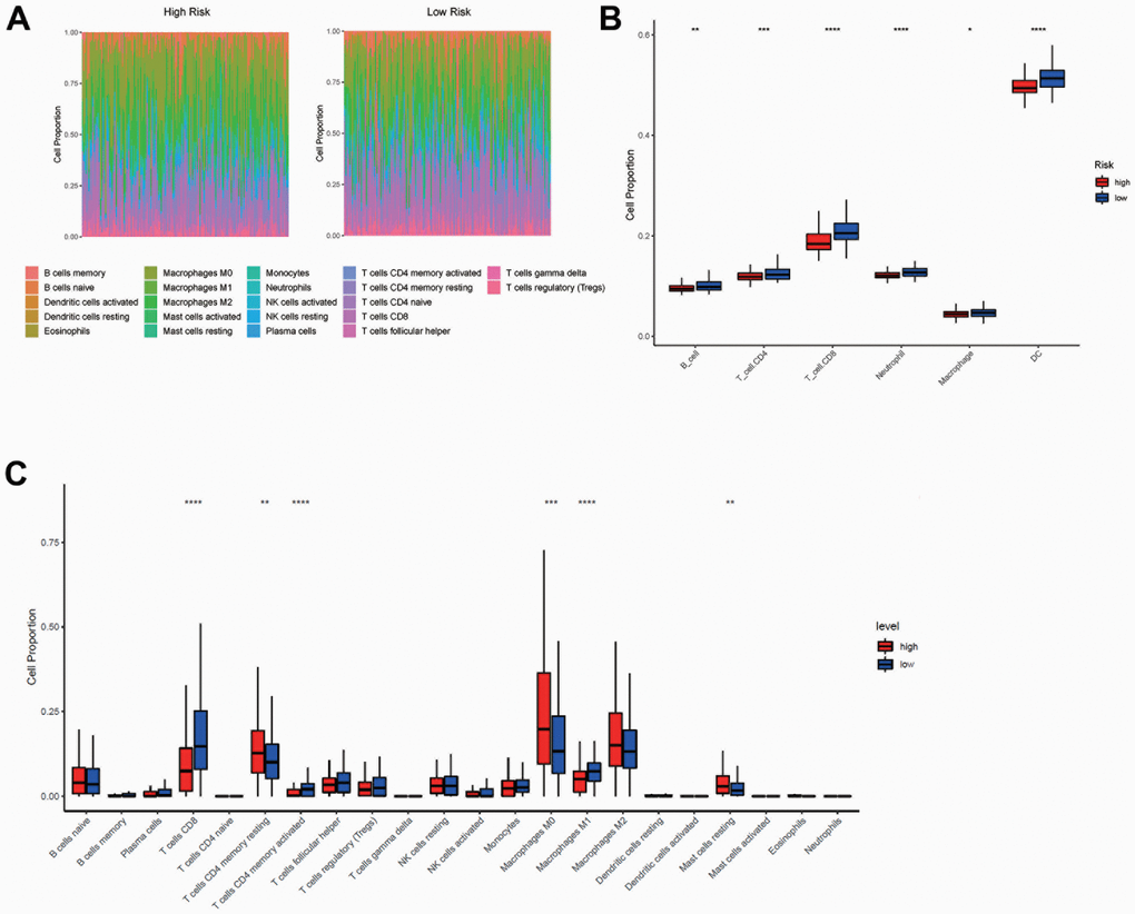 Immune cell infiltration analysis between high- and low-risk group. (A, C) The proportions of 22 immune cells infiltrated in the high- and low-risk groups from CIBERSORT analysis. (B) The proportions of B cells, CD8+ T cells, CD4+ T cells, neutrophils, macrophages, and dendritic cells infiltrated in the high- and low-risk groups from TIMER analysis. The horizontal axis of Figure B, C was the immune cells, and the vertical axis was the cell infiltration proportion. High-risk and low-risk groups were marked in red and blue, respectively.